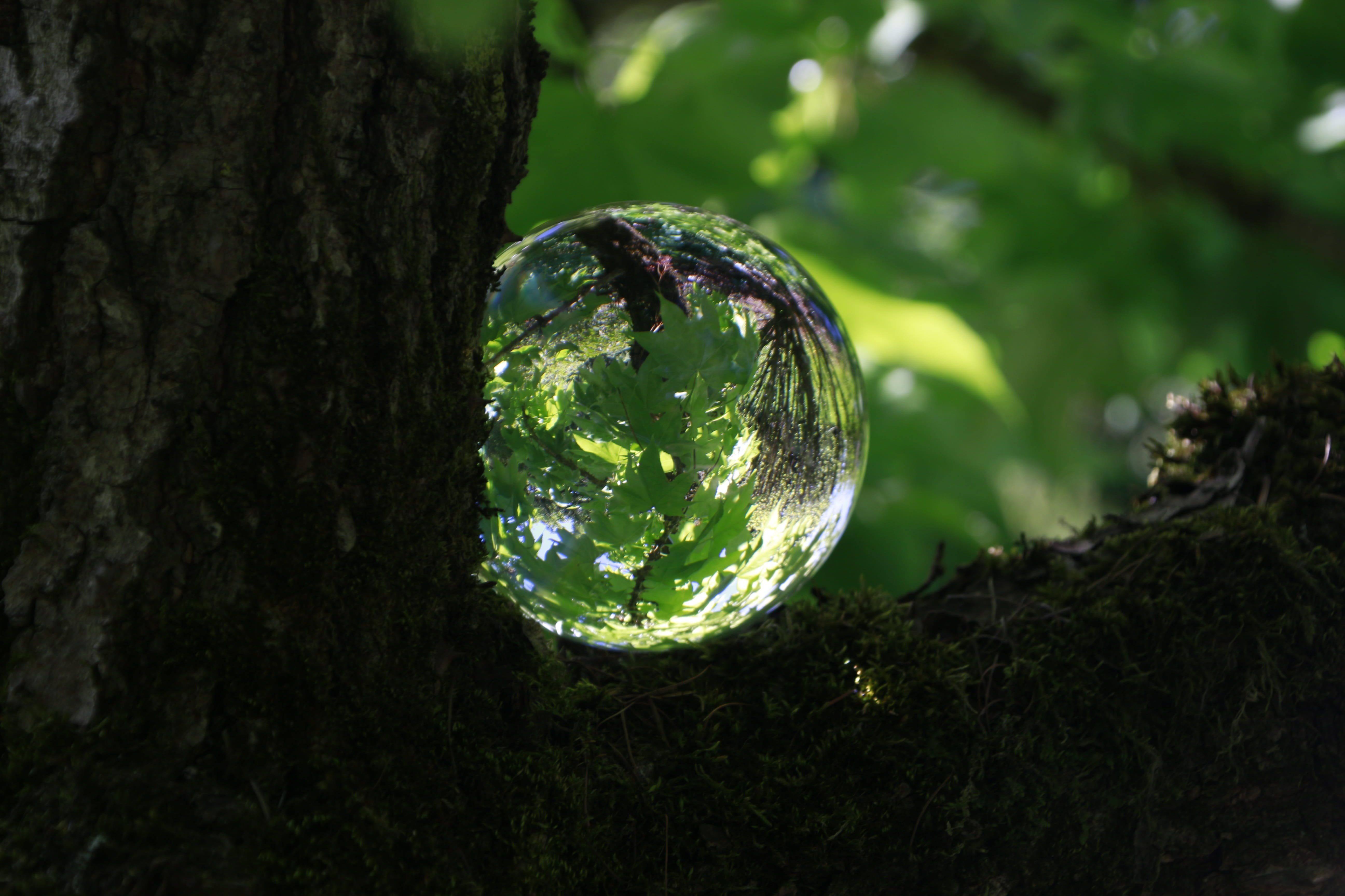 tree green glass ball nature leaves forest spring deciduous 2k 4k 5k
