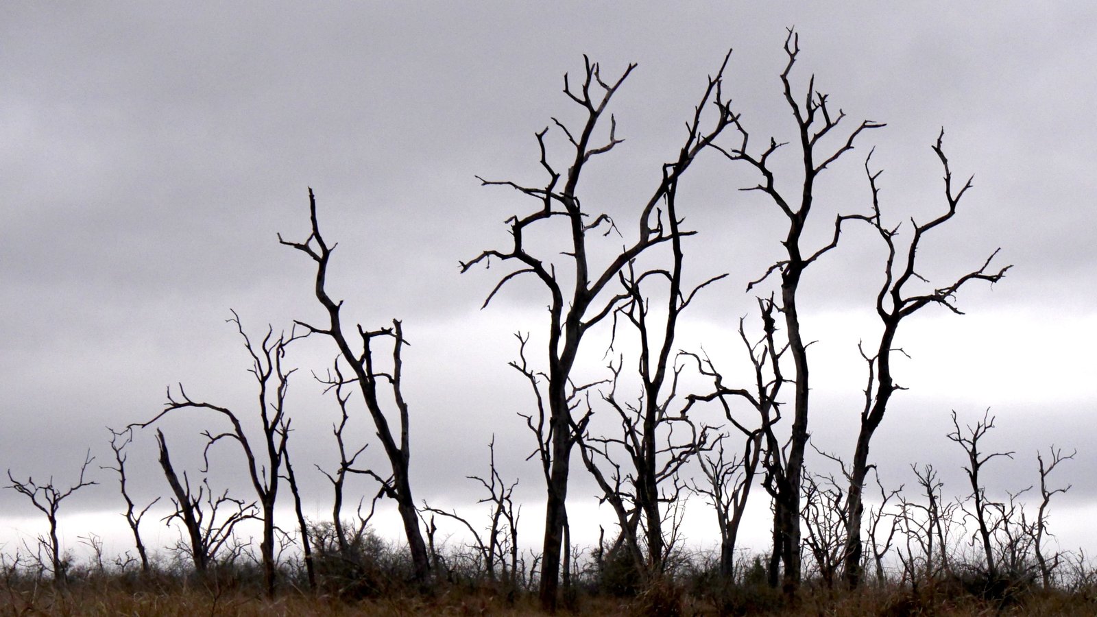 trees dead plant silhouette mystical landscape nature 2k 4k