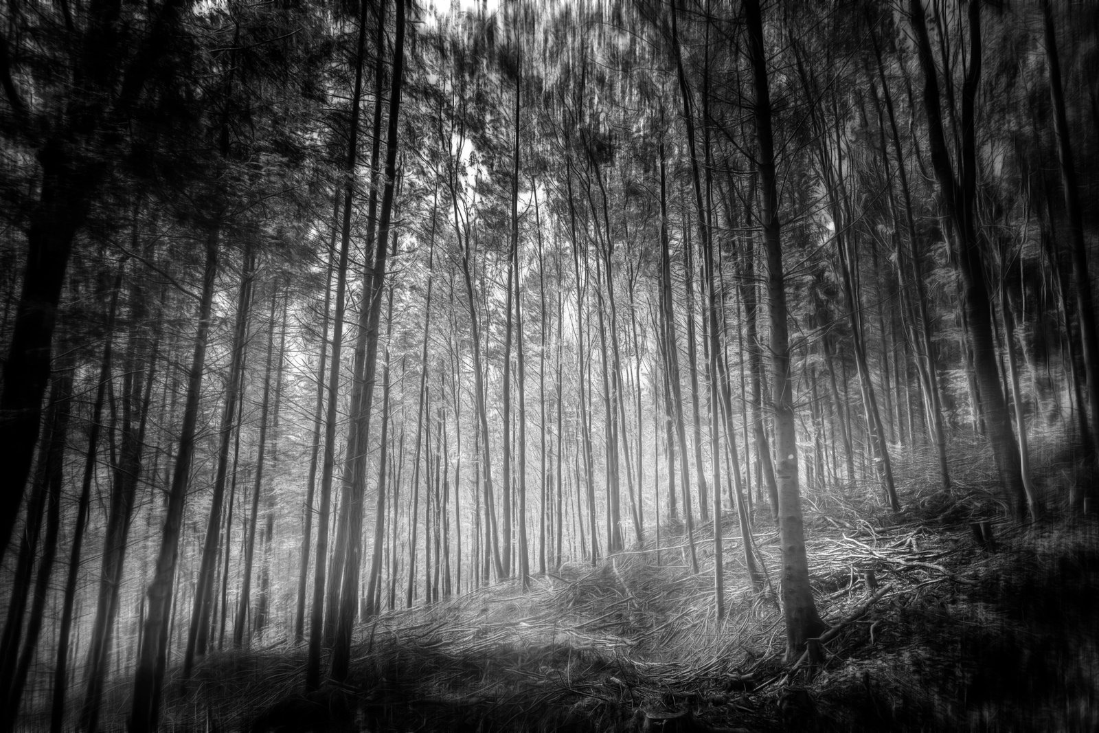 trees mystic Forest plant land woodland nature beauty in 2k 4k 5k