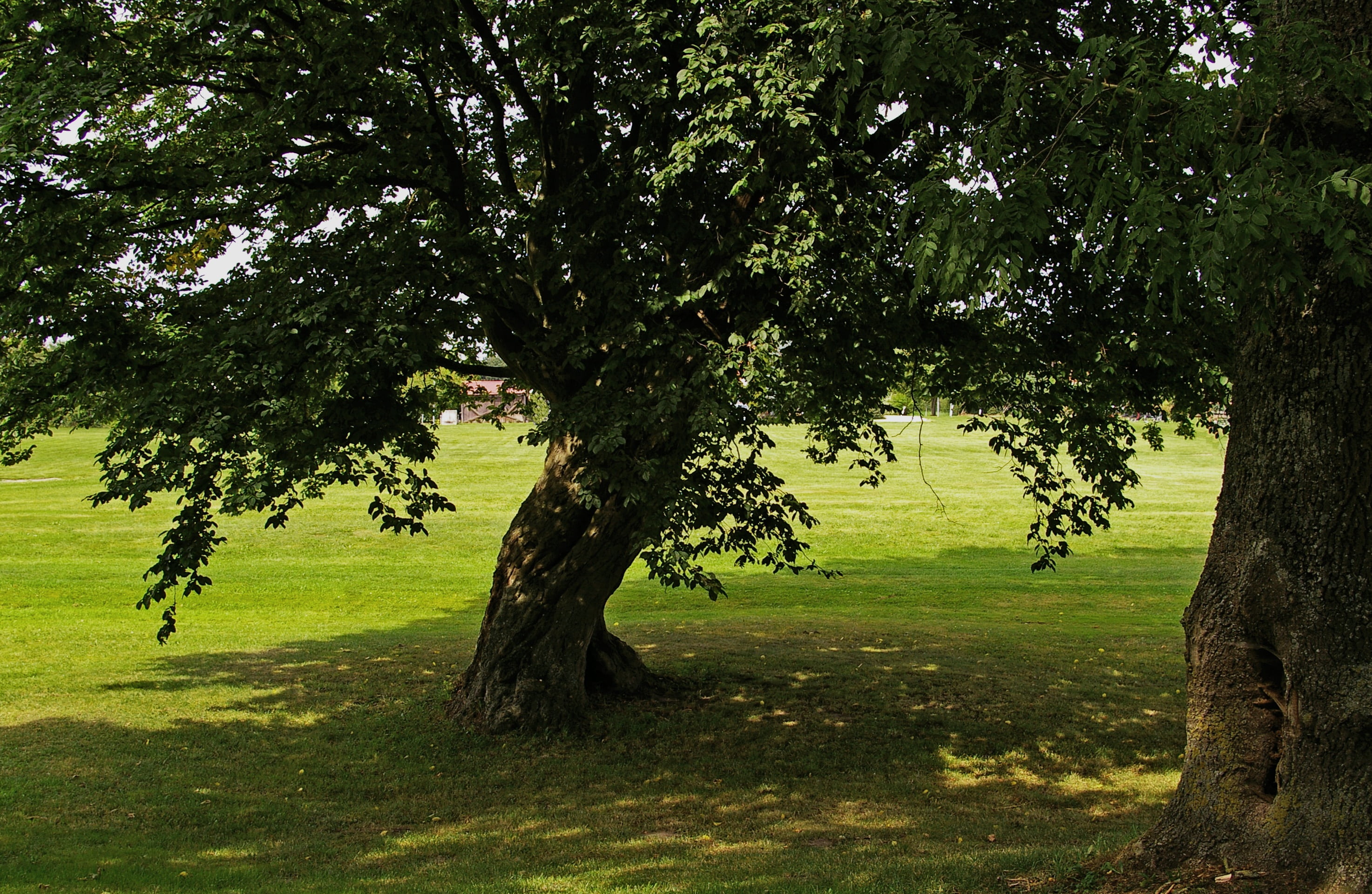 two green leafed trees during daytime linden shadow light 2k