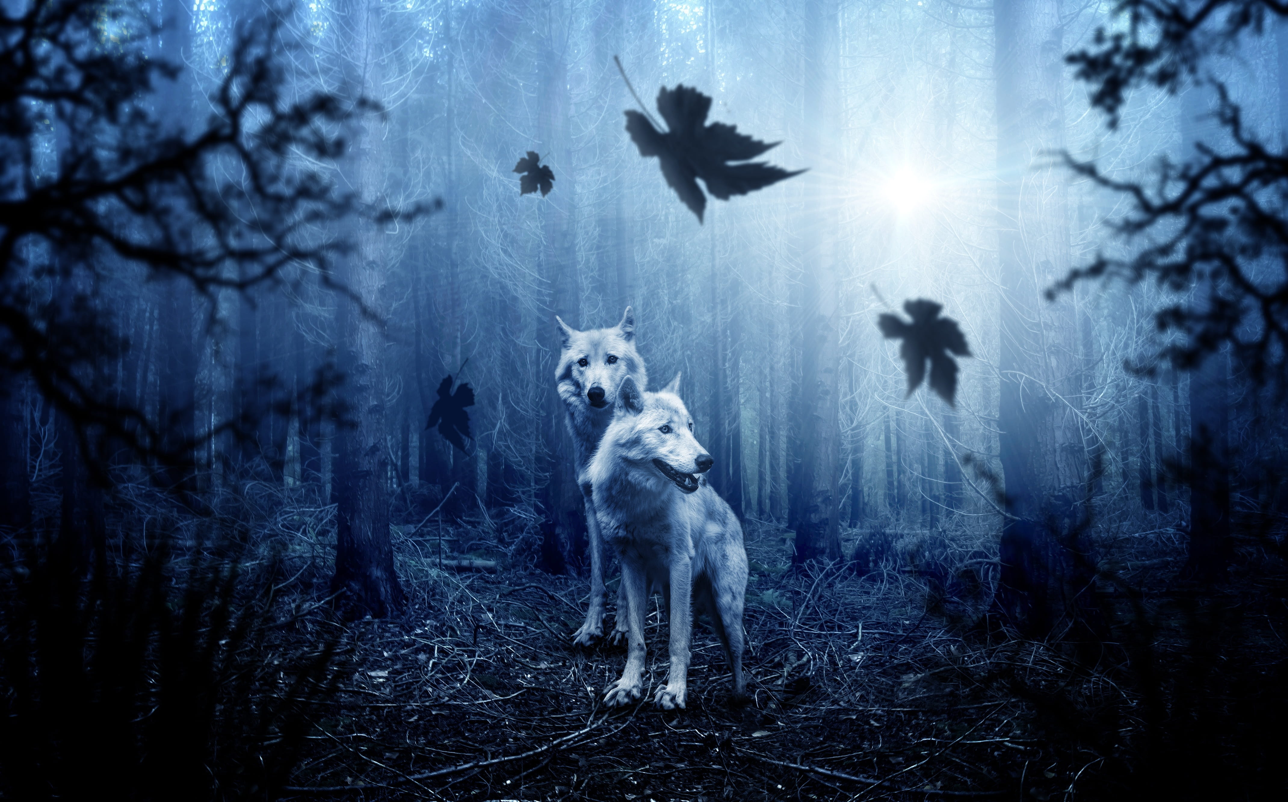 two wolves in forest photo wolf autumn dark predator nature 2k 4k