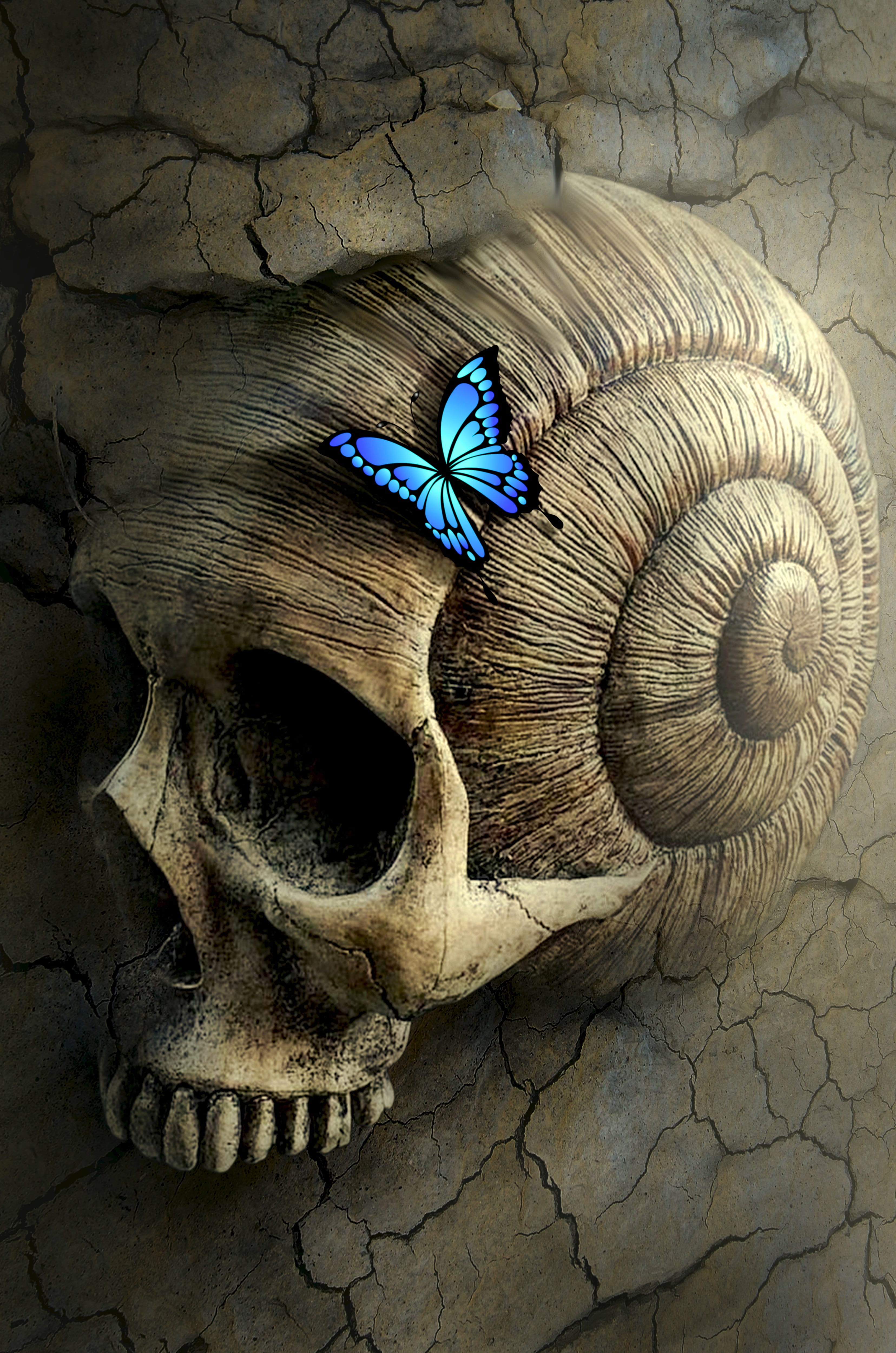 Ulysses butterfly on human seashell skull digital wallpaper fantasy 2k