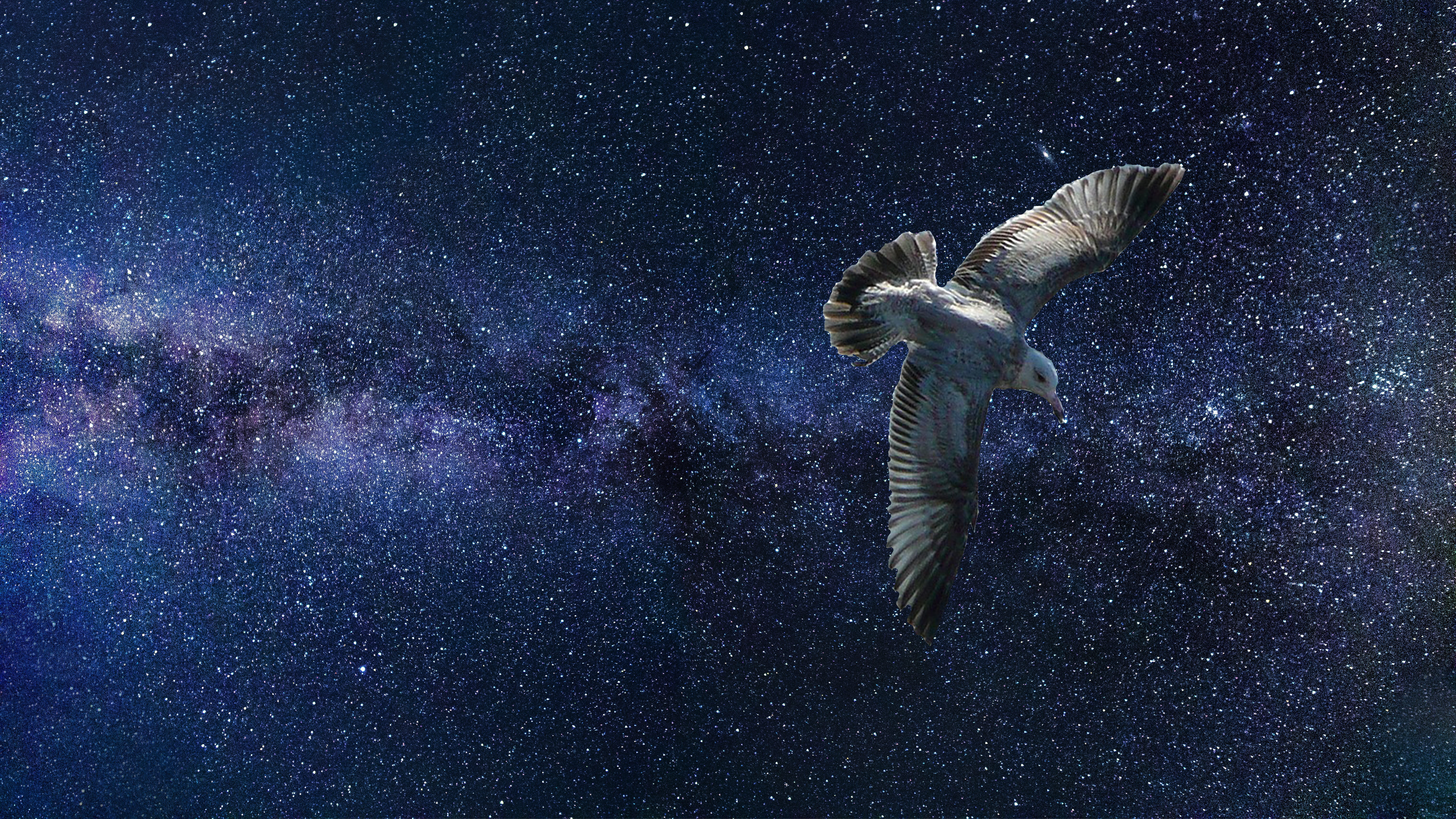 white bird in galaxy universe space stars fantasy sky nature 2k 4k 5k