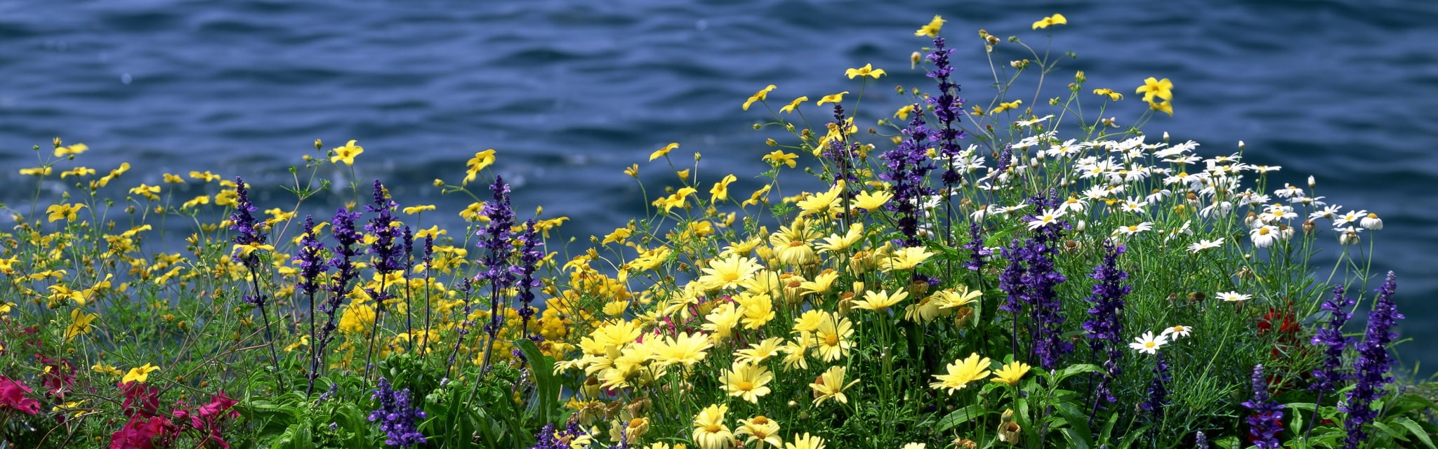 dual screen photos flowering plant beauty in nature water widescreen dualmonitor dualscreen 2k