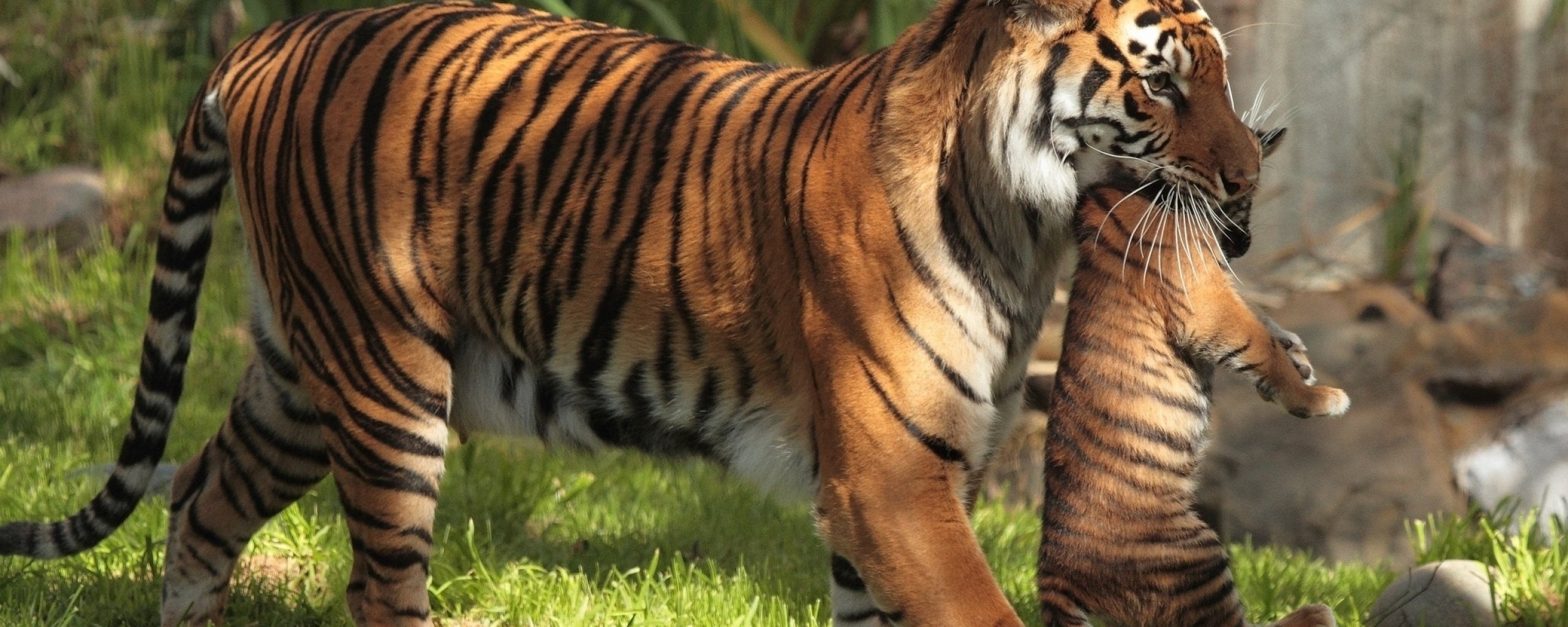 dual monitor multi screen Widescreen animal themes wildlife widescreen dualmonitor dualscreen 2k