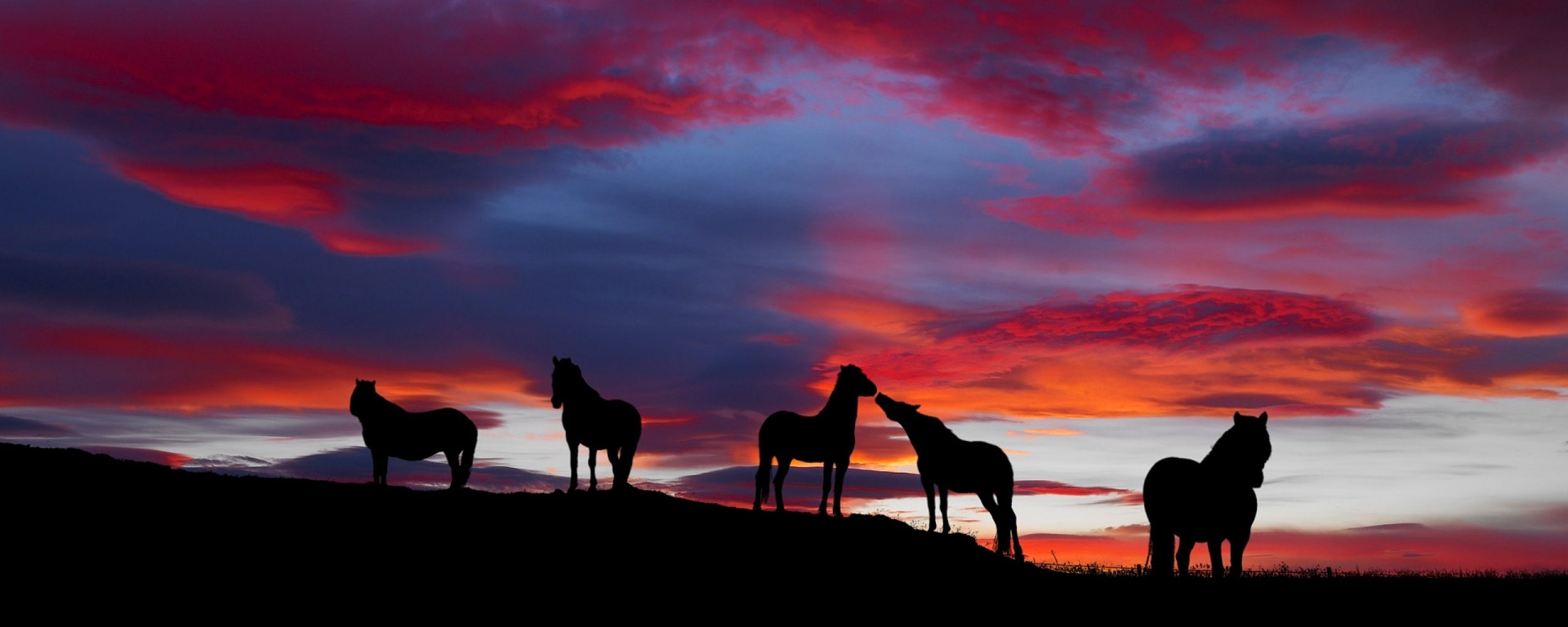 dual monitor multi screen Widescreen sunset sky mammal widescreen dualmonitor dualscreen 2k