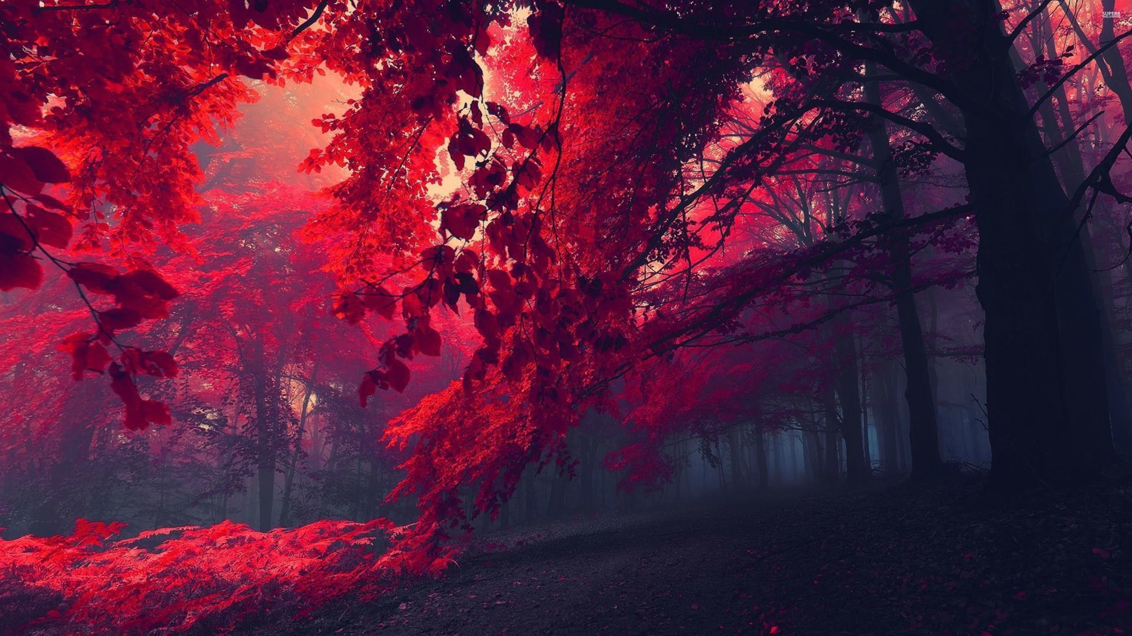 red Forest hd 2k 4k