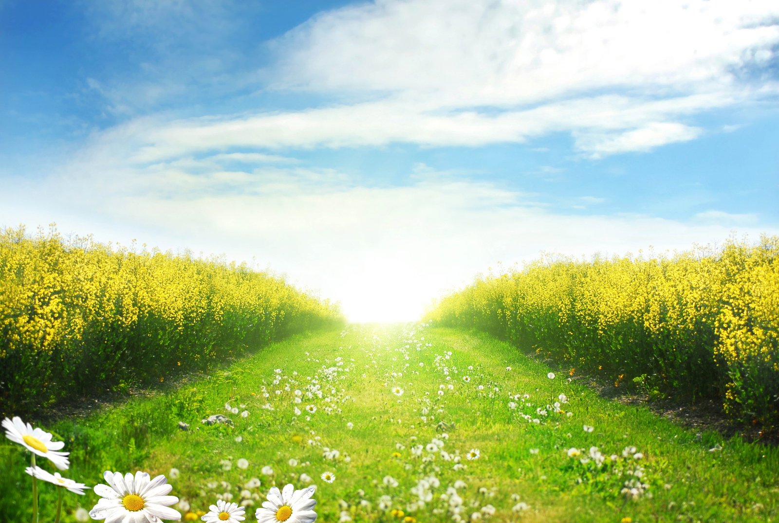 daisy flowers field hq 2k 4k 5k 8k