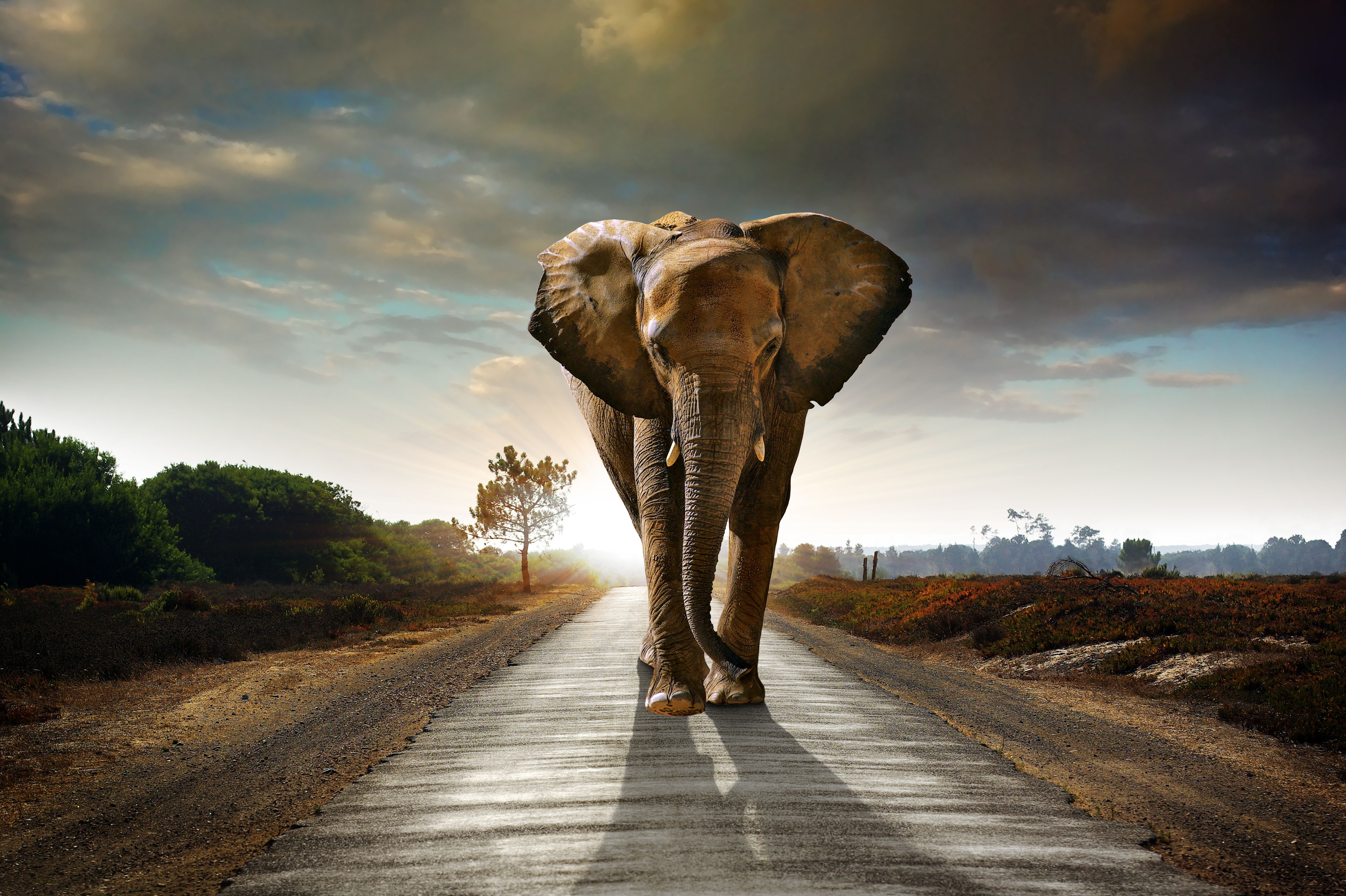 elephant animals hd road walking cloud sky 2k 4k 5k 8k