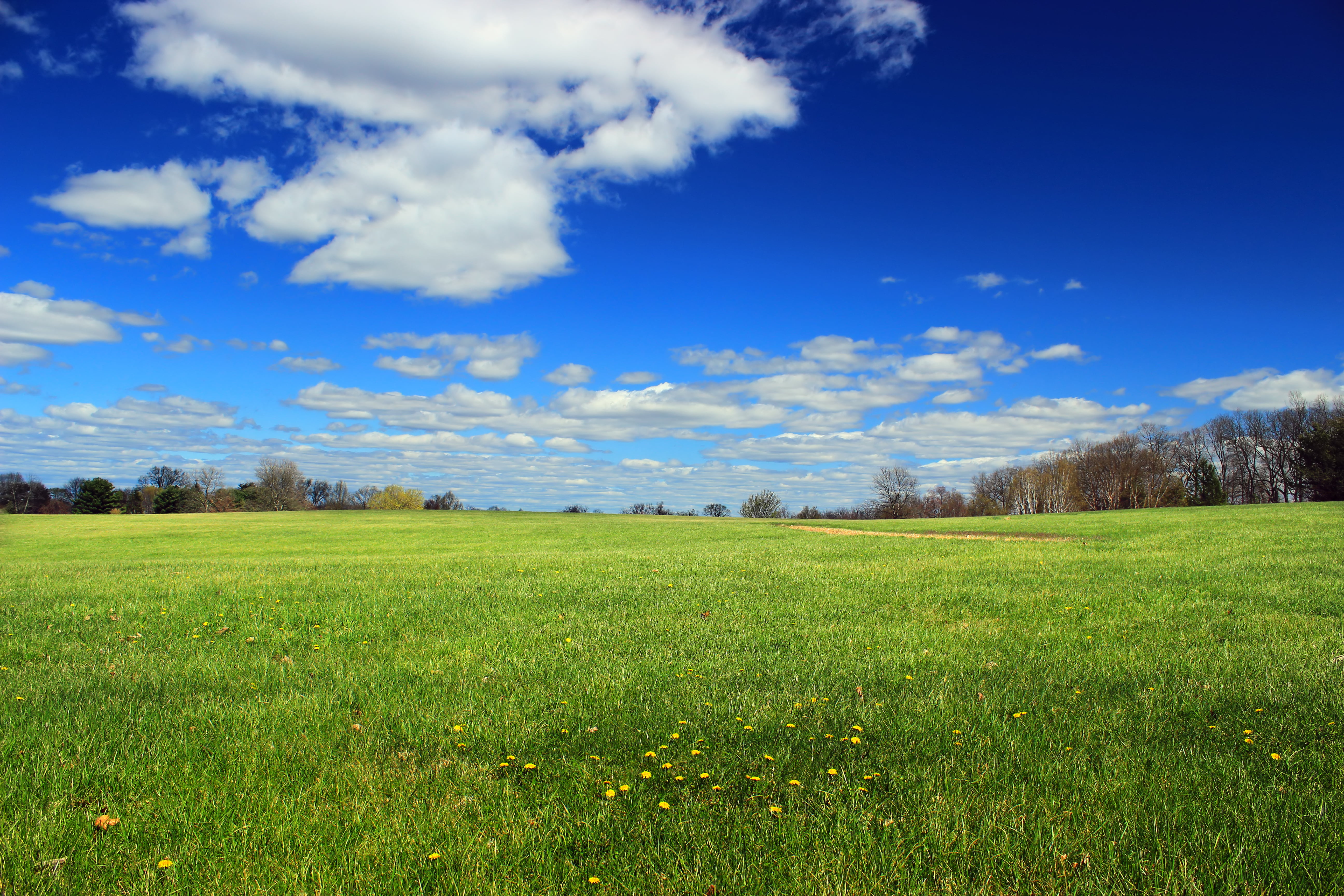green grass field surrounded with trees at daytime Louise Moore County 2k 4k 5k