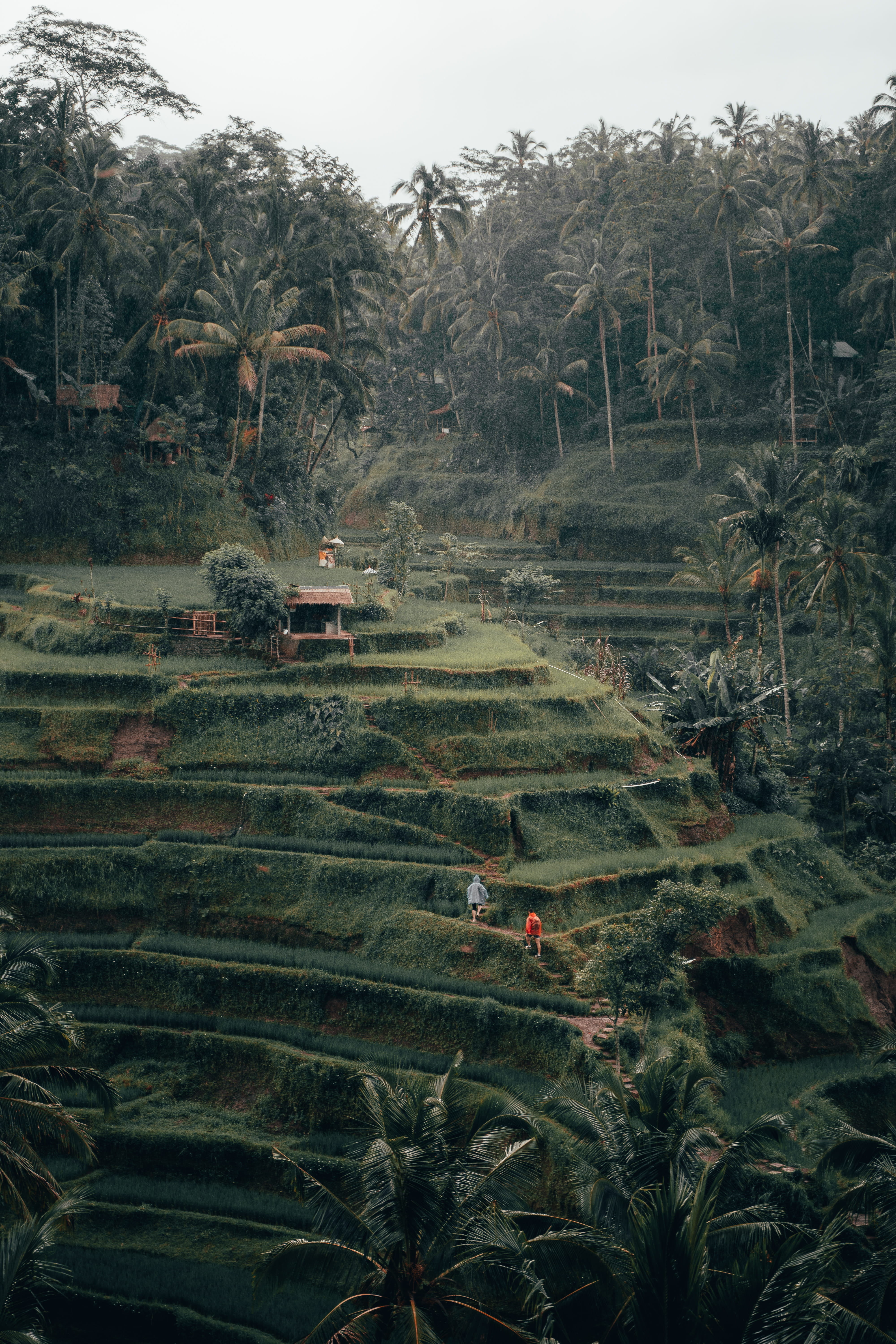 nature scenery outdoors landscape bali human person tegalalang rice terrace 2k 4k