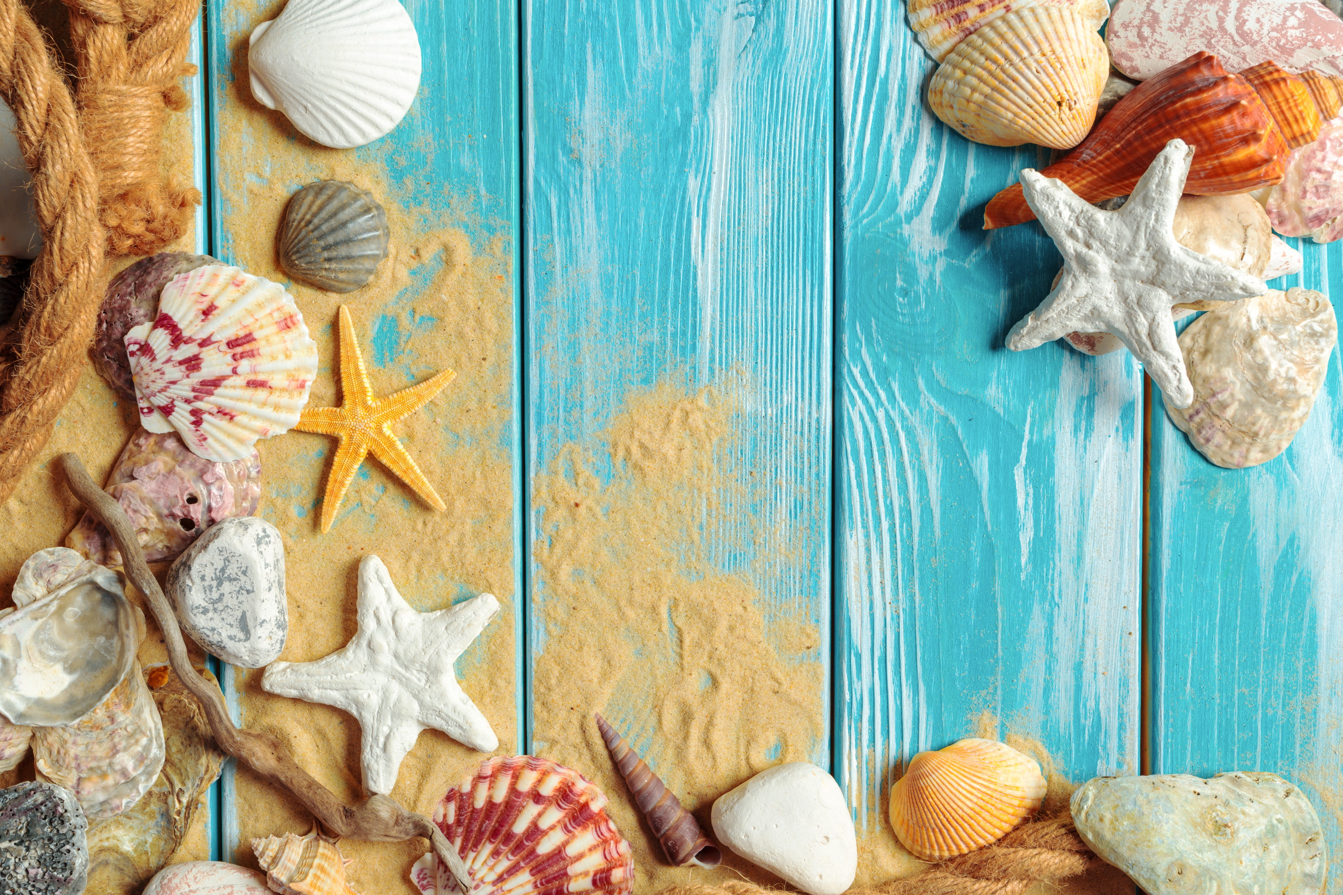 sand beach shell wood marine still life starfish seashells 2k 4k 5k