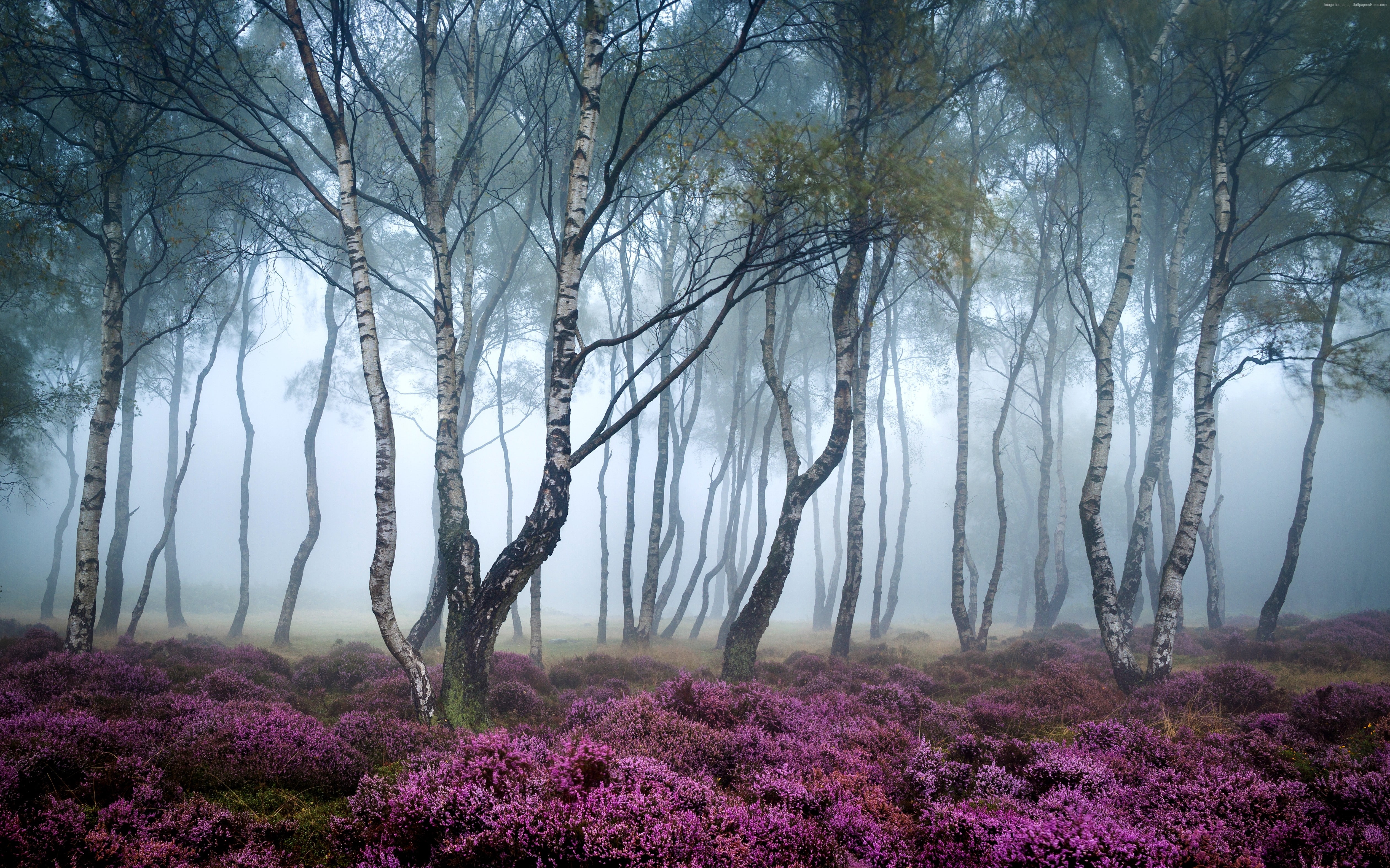 Stanton Moor fog wildflowers Forest UK Peak District 2k 4k 5k
