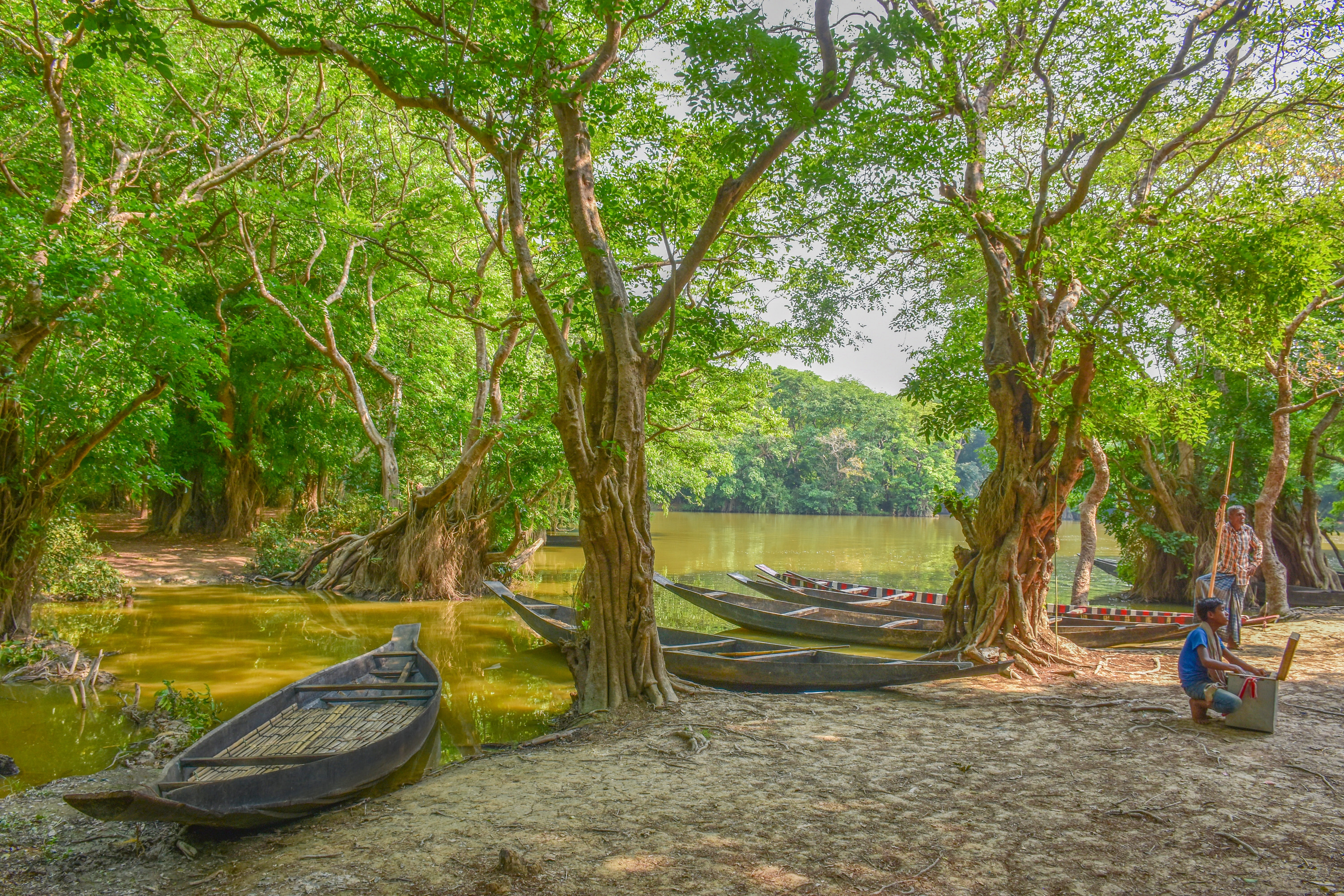 bangladesh landscape nature forest green mangrove trees 2k 4k 5k