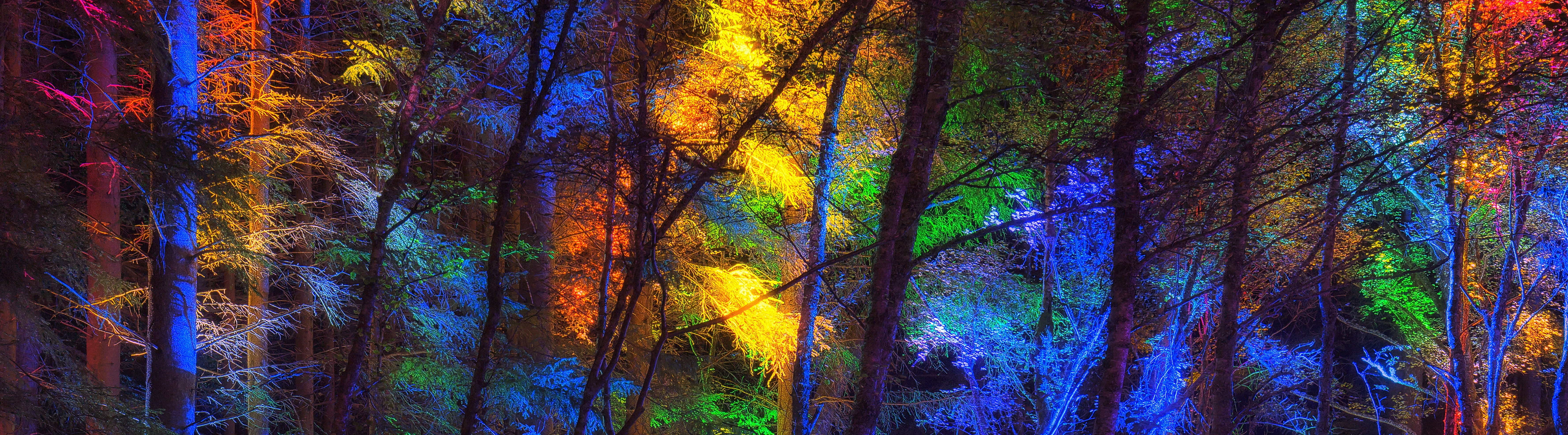 Colorful Forest Trees multicolored trees Seasons Autumn Travel 2k 4k 5k