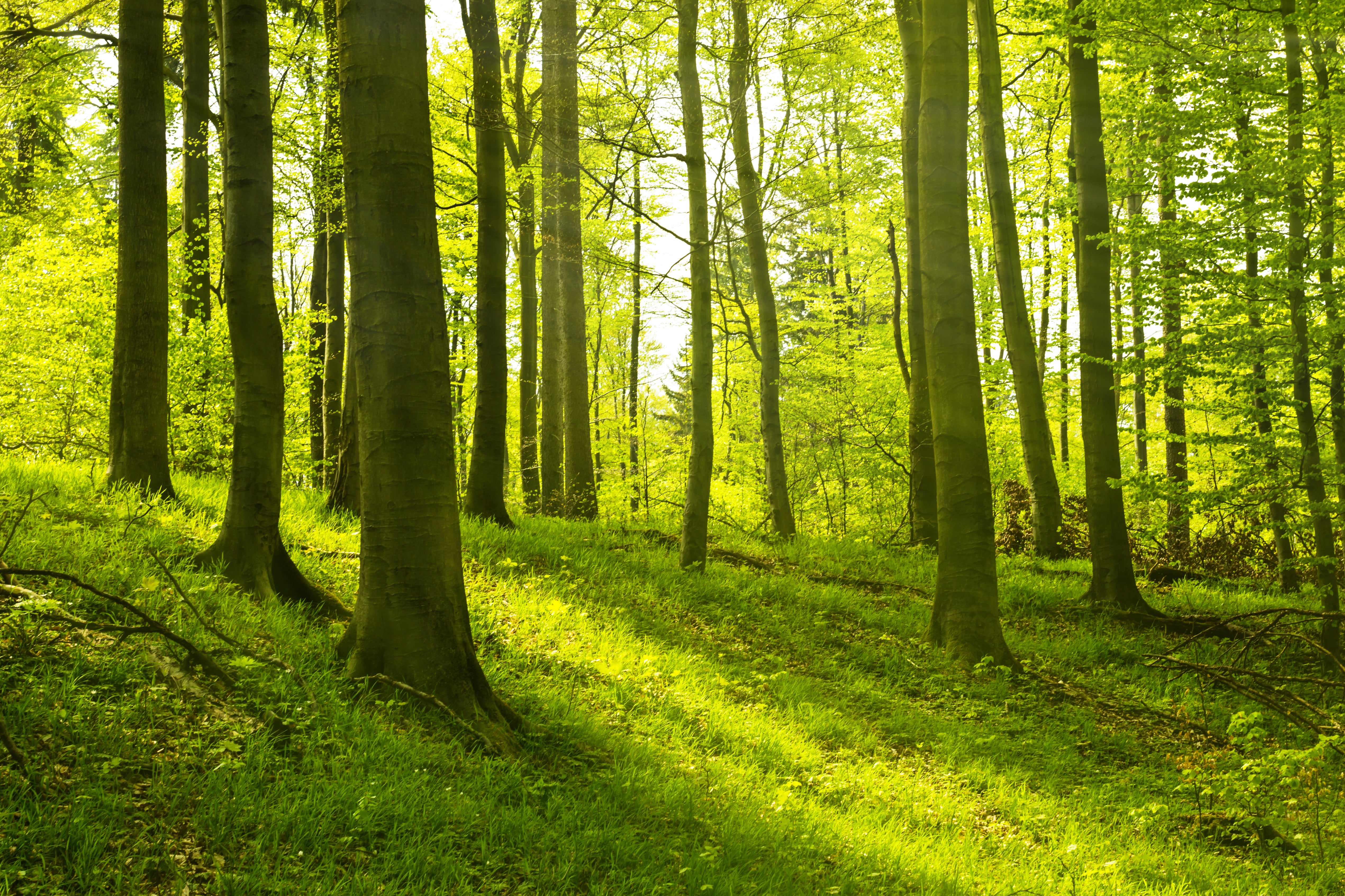 green leaf trees Ich liebe diese W lder Harz Wald Gr n 2k 4k 5k