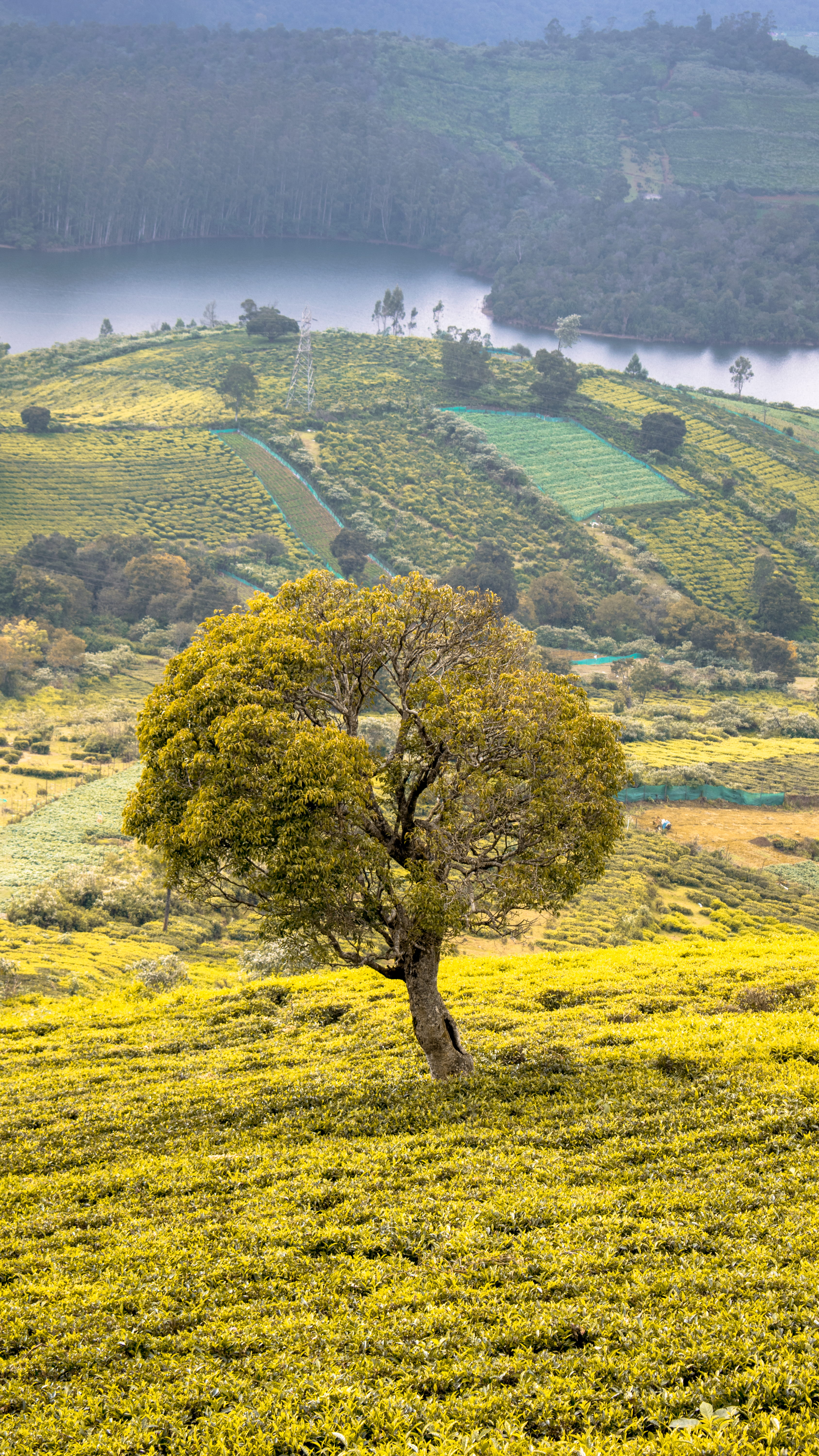 green tree on hill outdoors field plant countryside grassland 2k