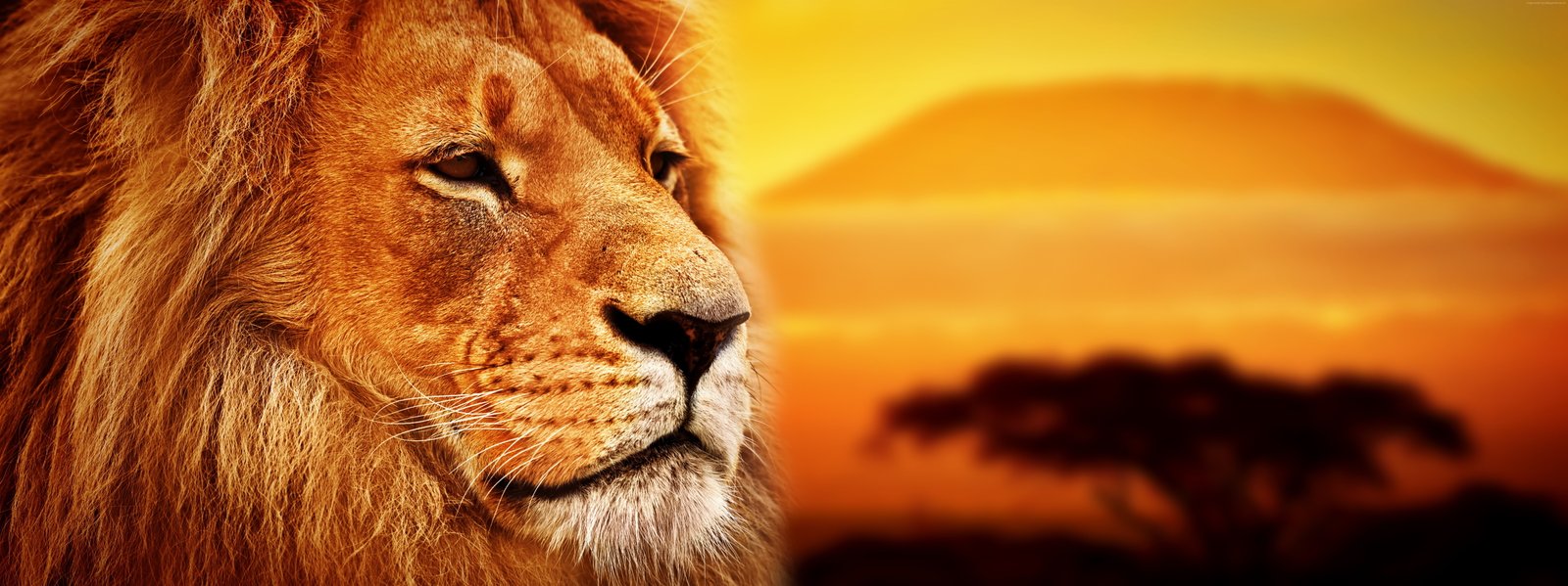 lion Savanna 2k 4k 5k 8k