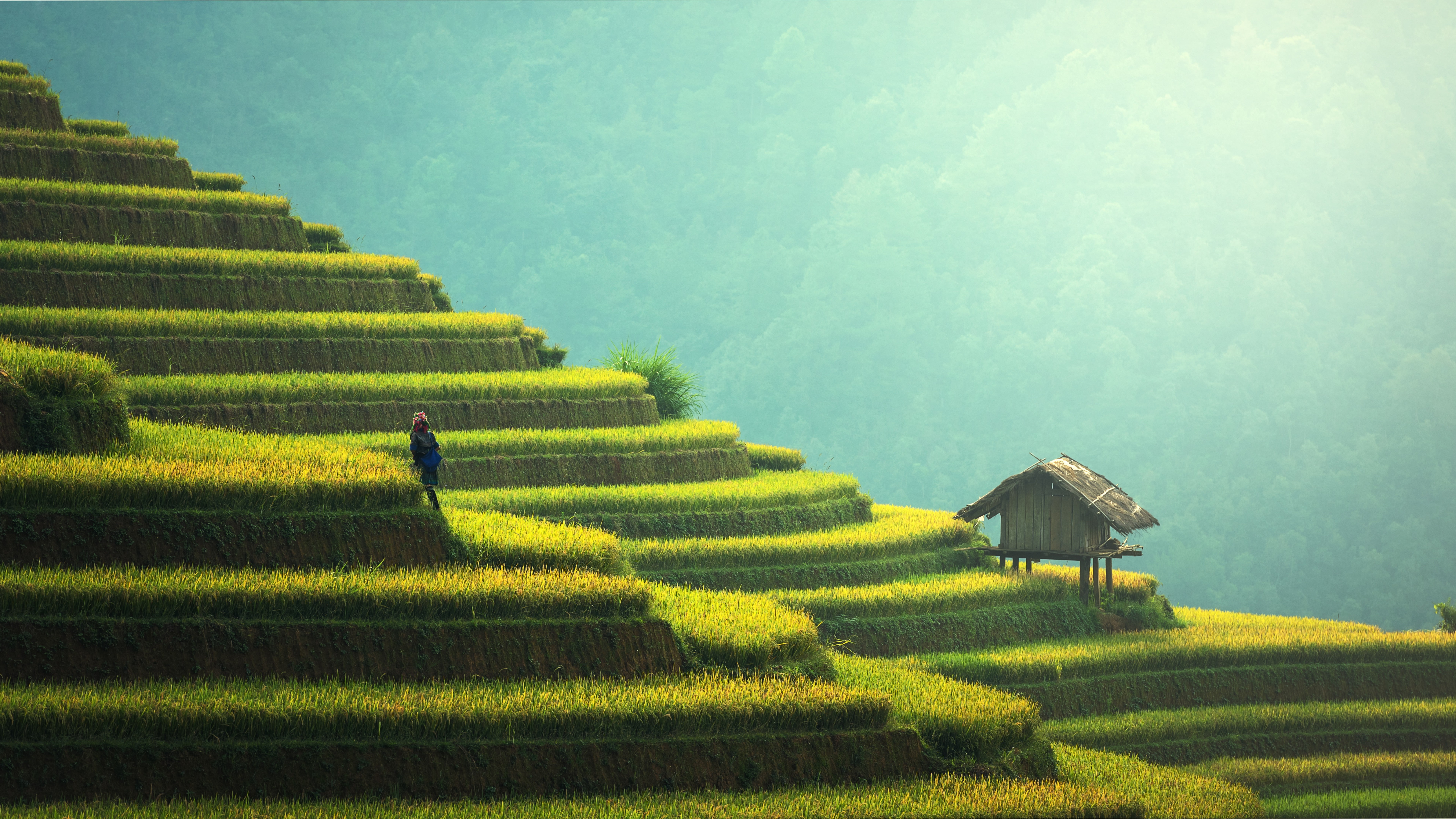 man walking on rice field near shed during daytime Asia 2k 4k 5k 8k
