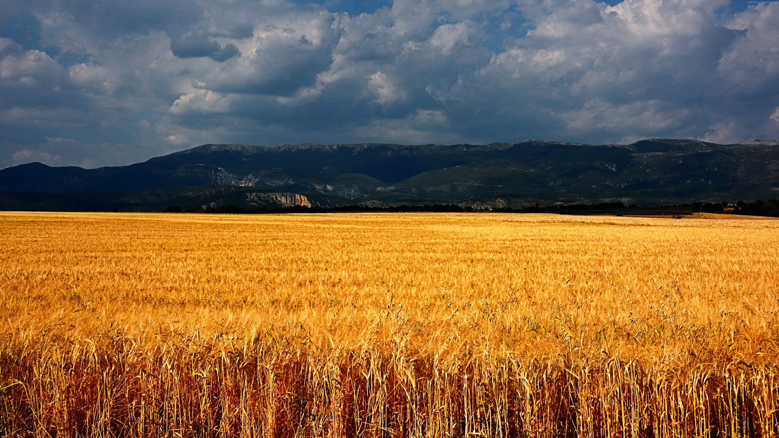 meadows clouds France wheat Plateau de Valensole 2k 4k 5k