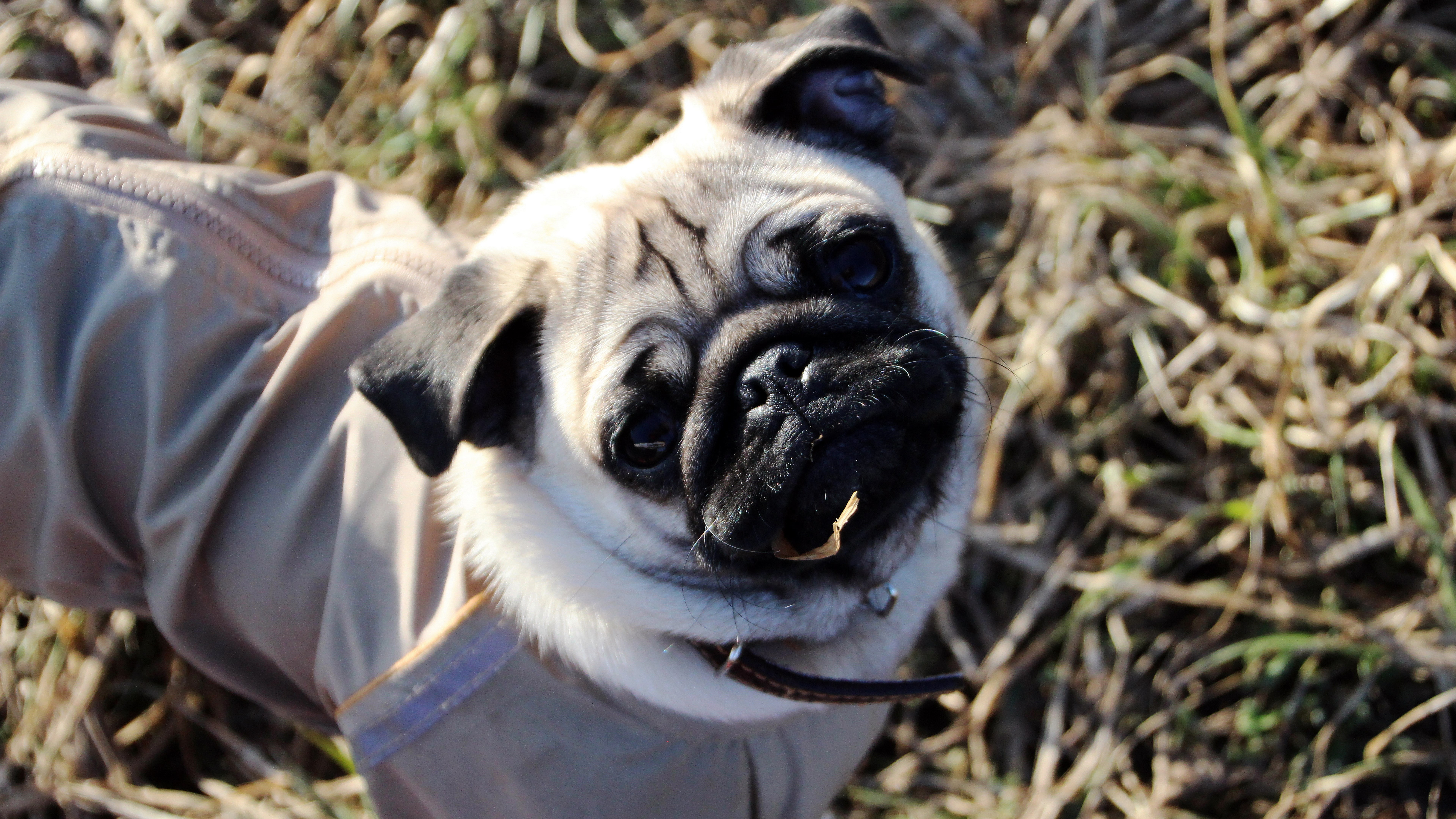 mops dog picture one animal themes mammal canine 2k 4k 5k 8k