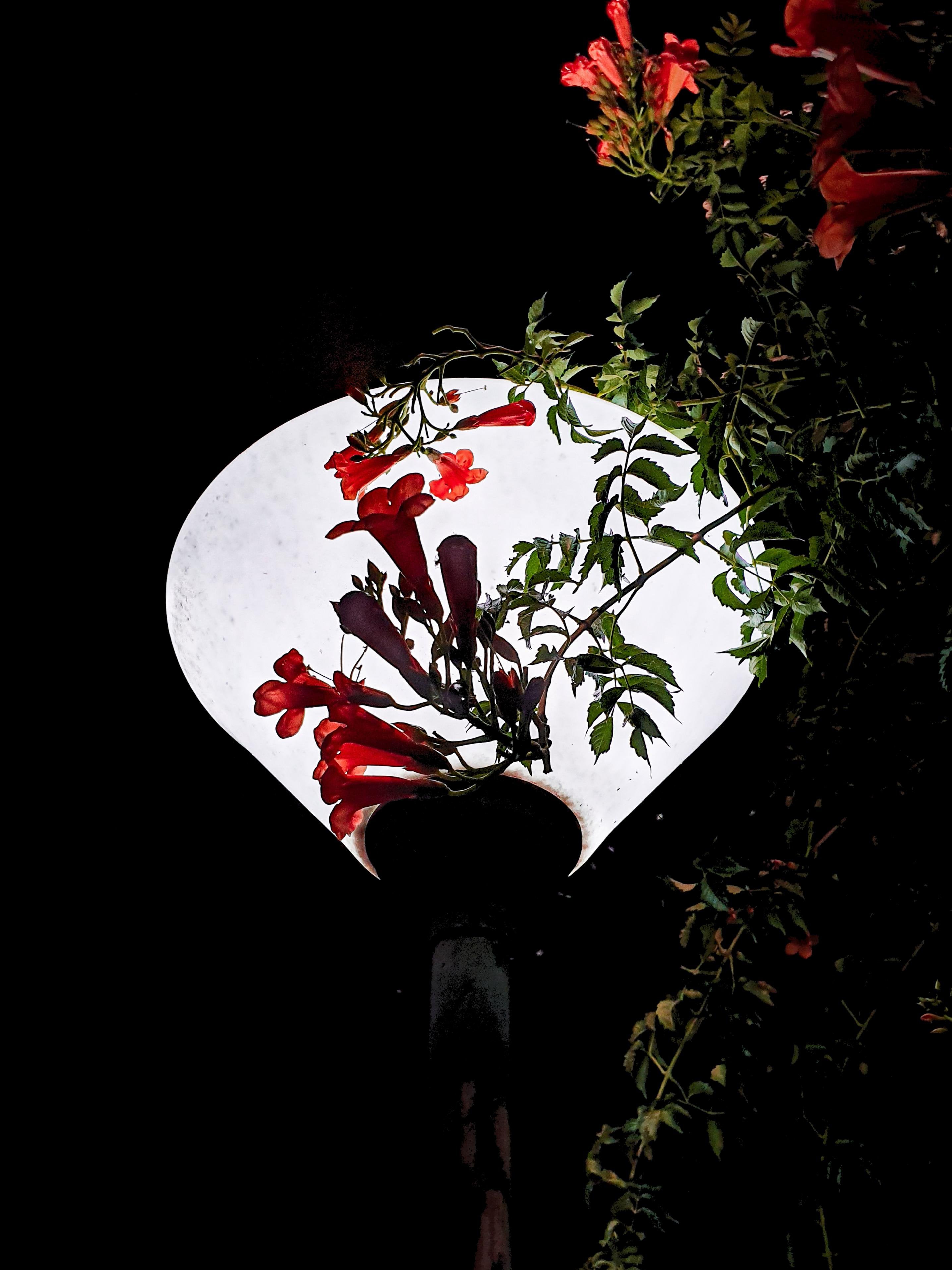 Street Lamp amoled mobile 2k