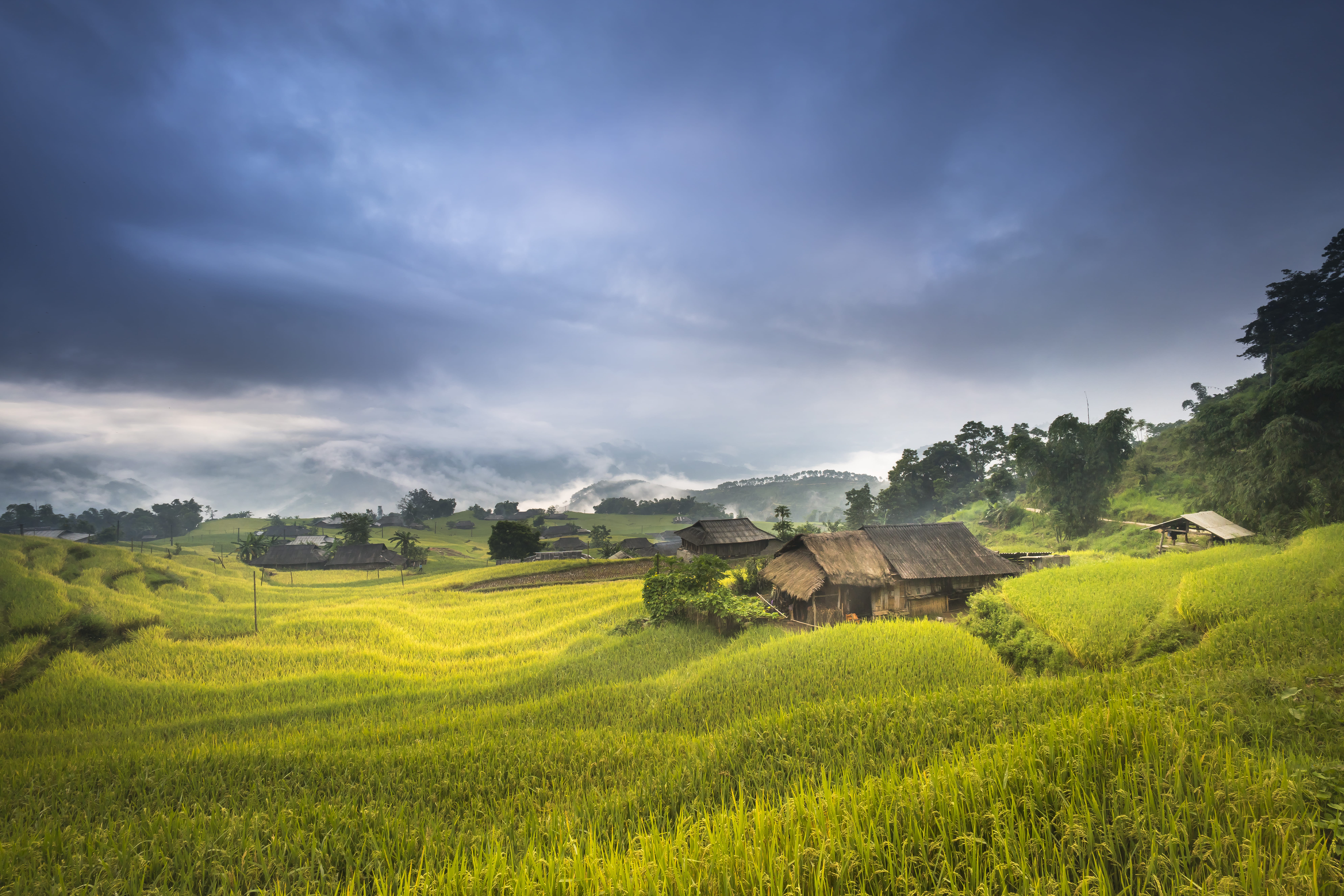 Wooden House Near Rice Field agriculture clouds country countryside 2k 4k 5k 8k
