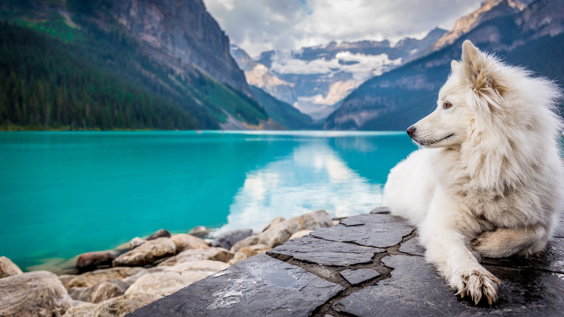 A Dog Enjoying the Peaceful Lake Scenery Wallpaper 2k