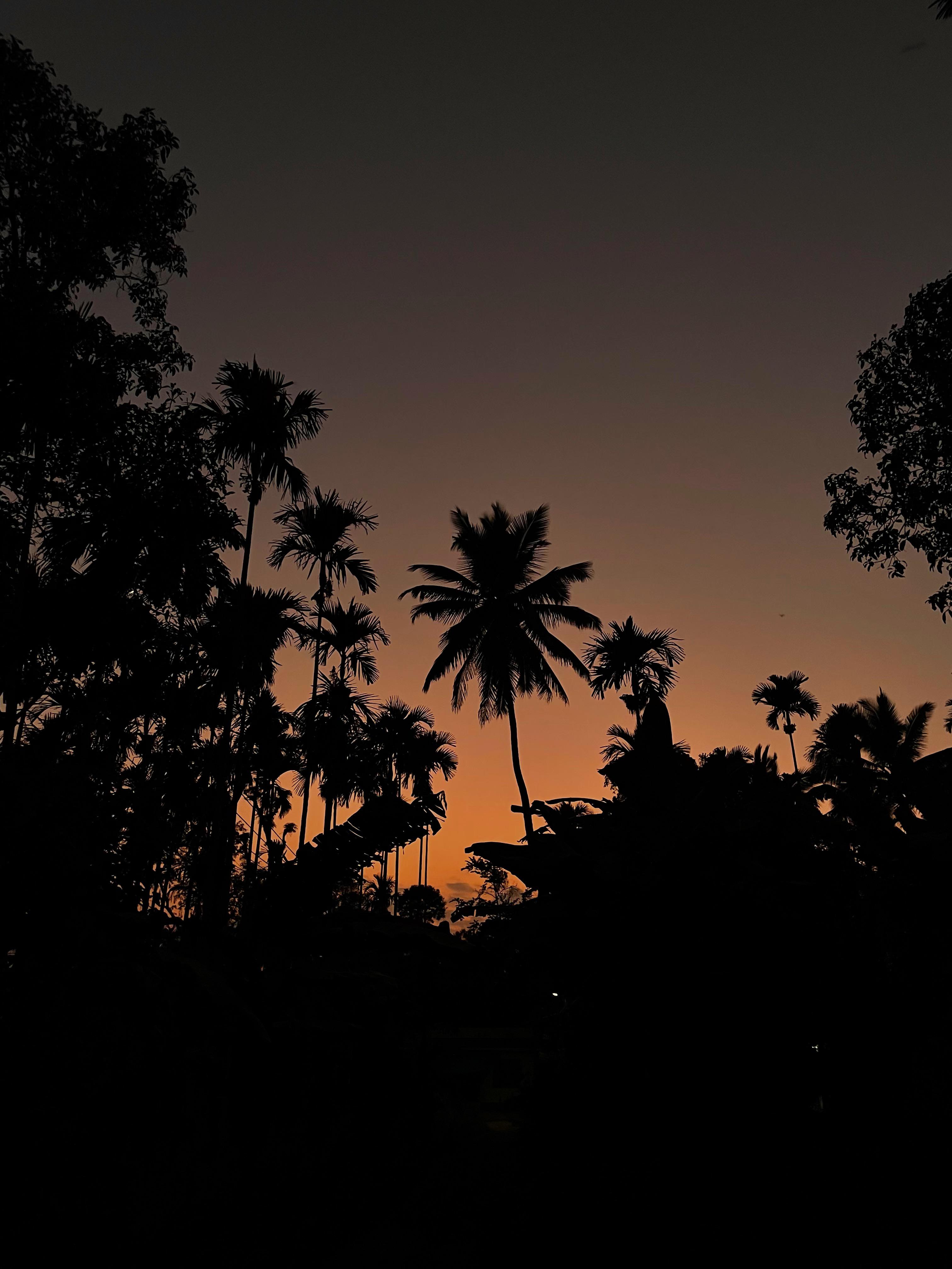 Sunset Palm Silhouette mobile wallpaper hd 2k