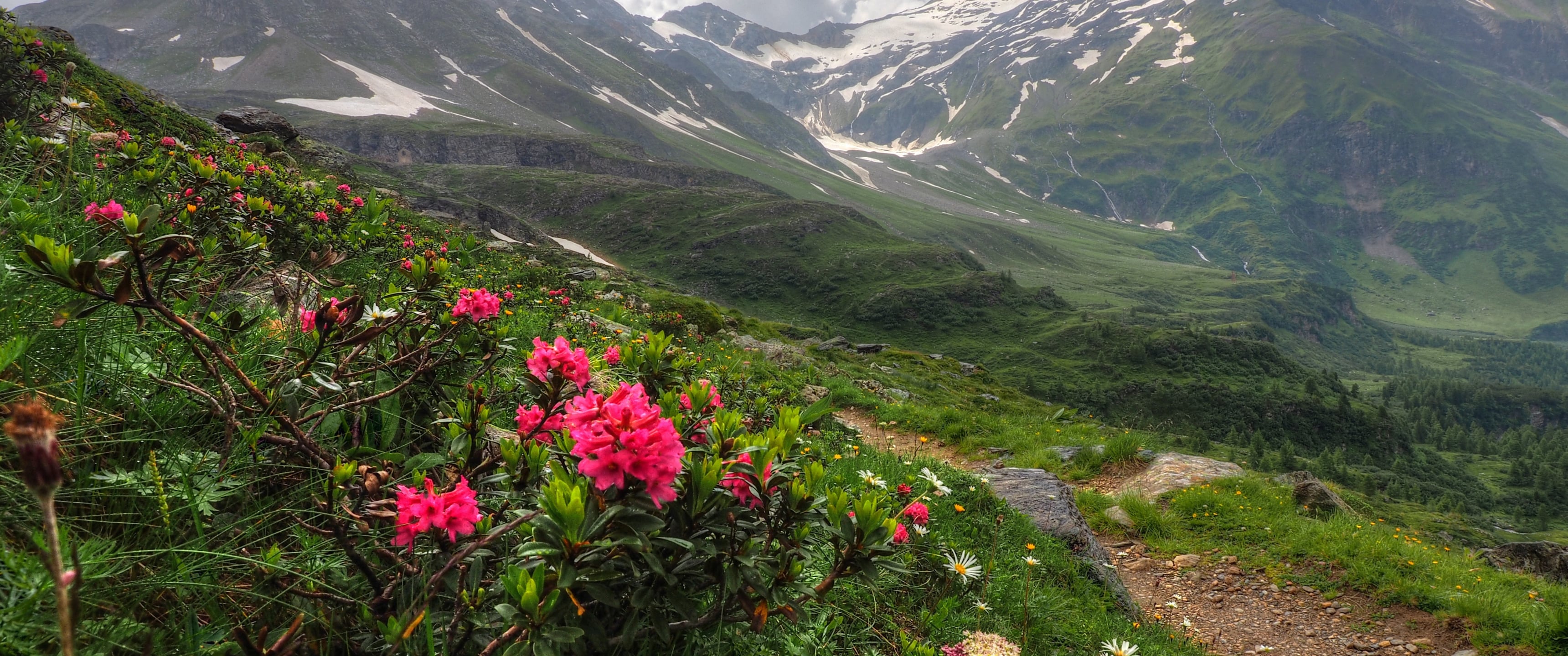 Beautiful flowers on the mountainside 2k