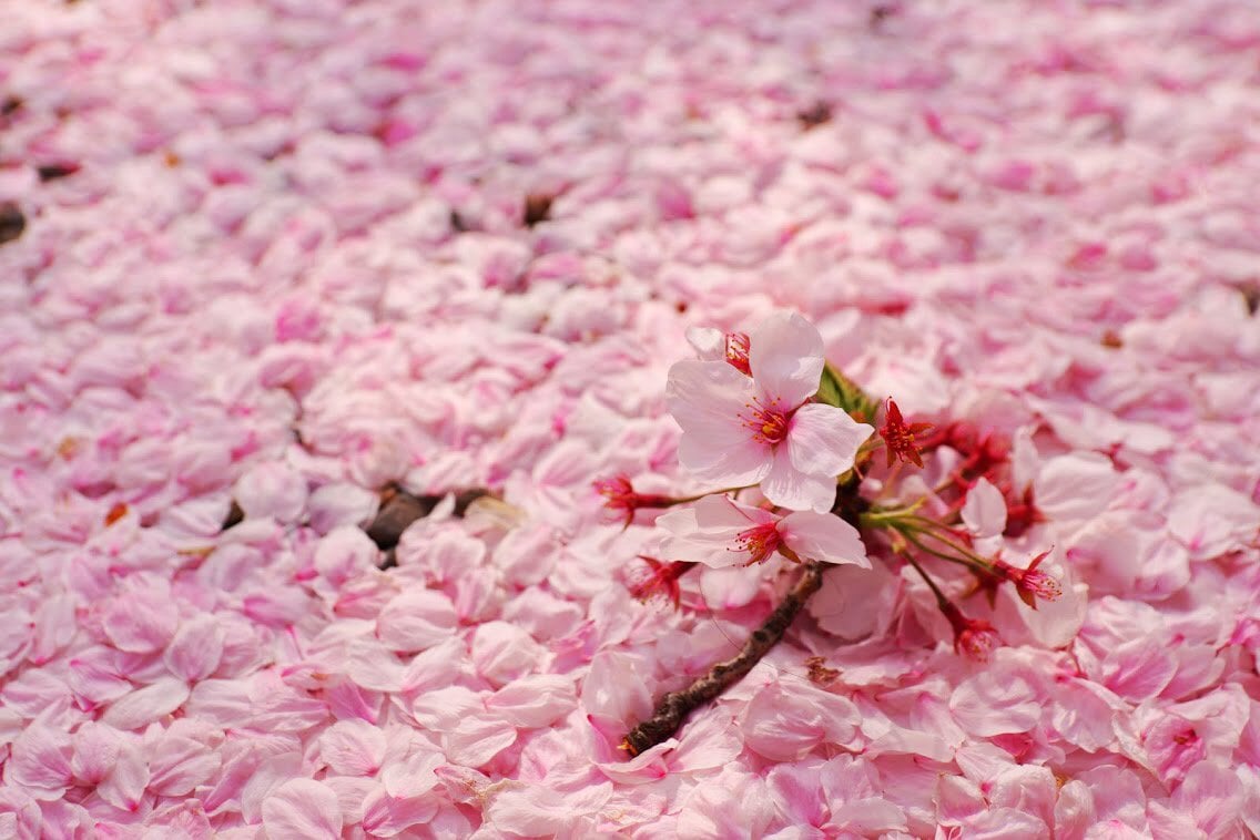 cherry blossoms bloom