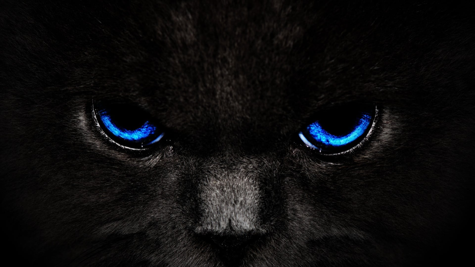 Green Eye Black Cat Wallpaper 2k