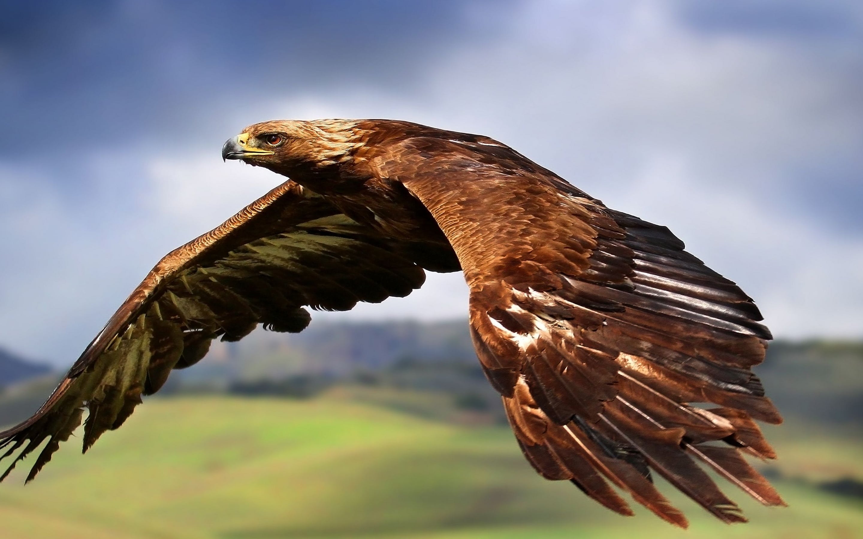 King of the Skies 2k