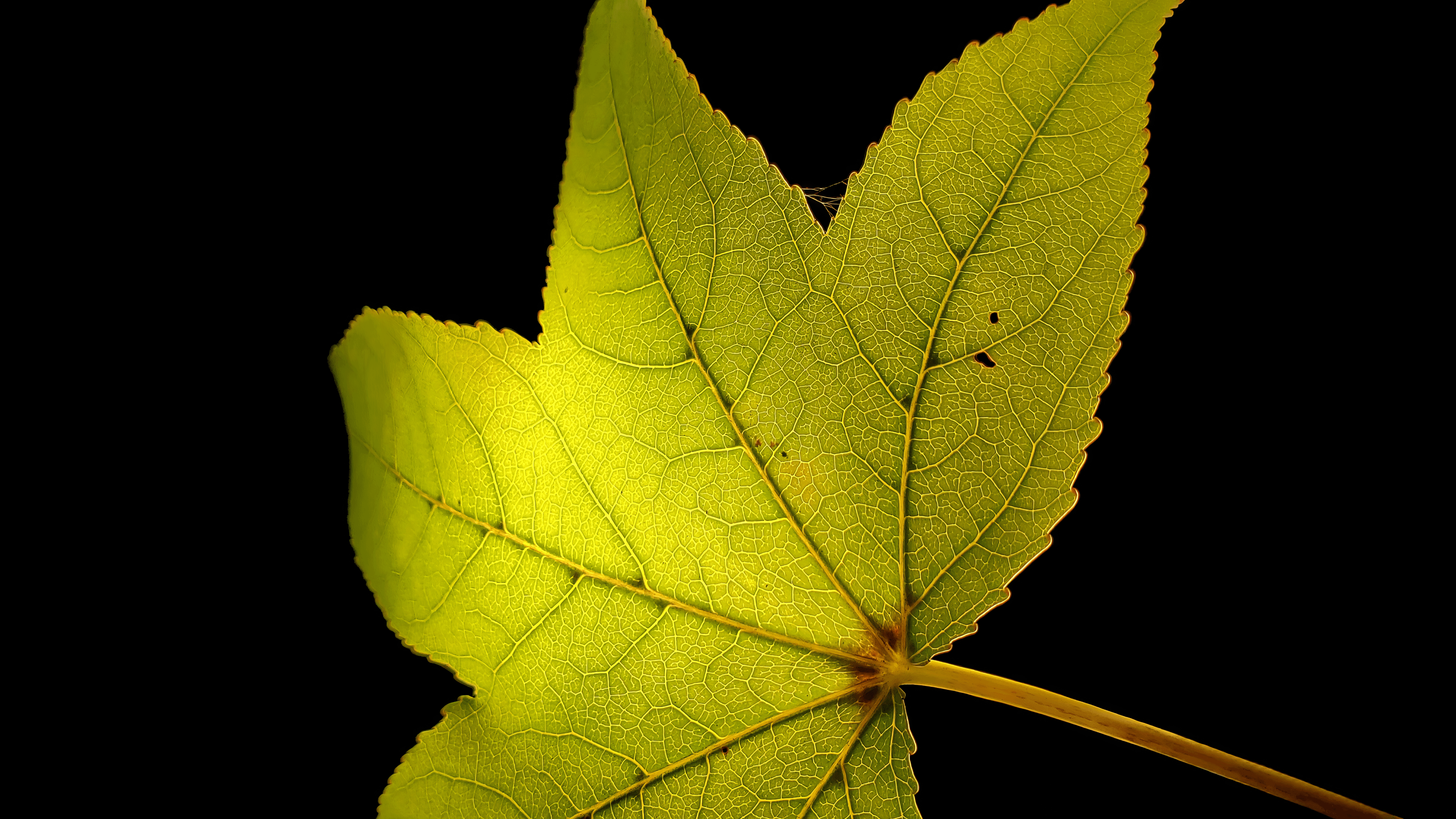Leaf with Web 2k 4k