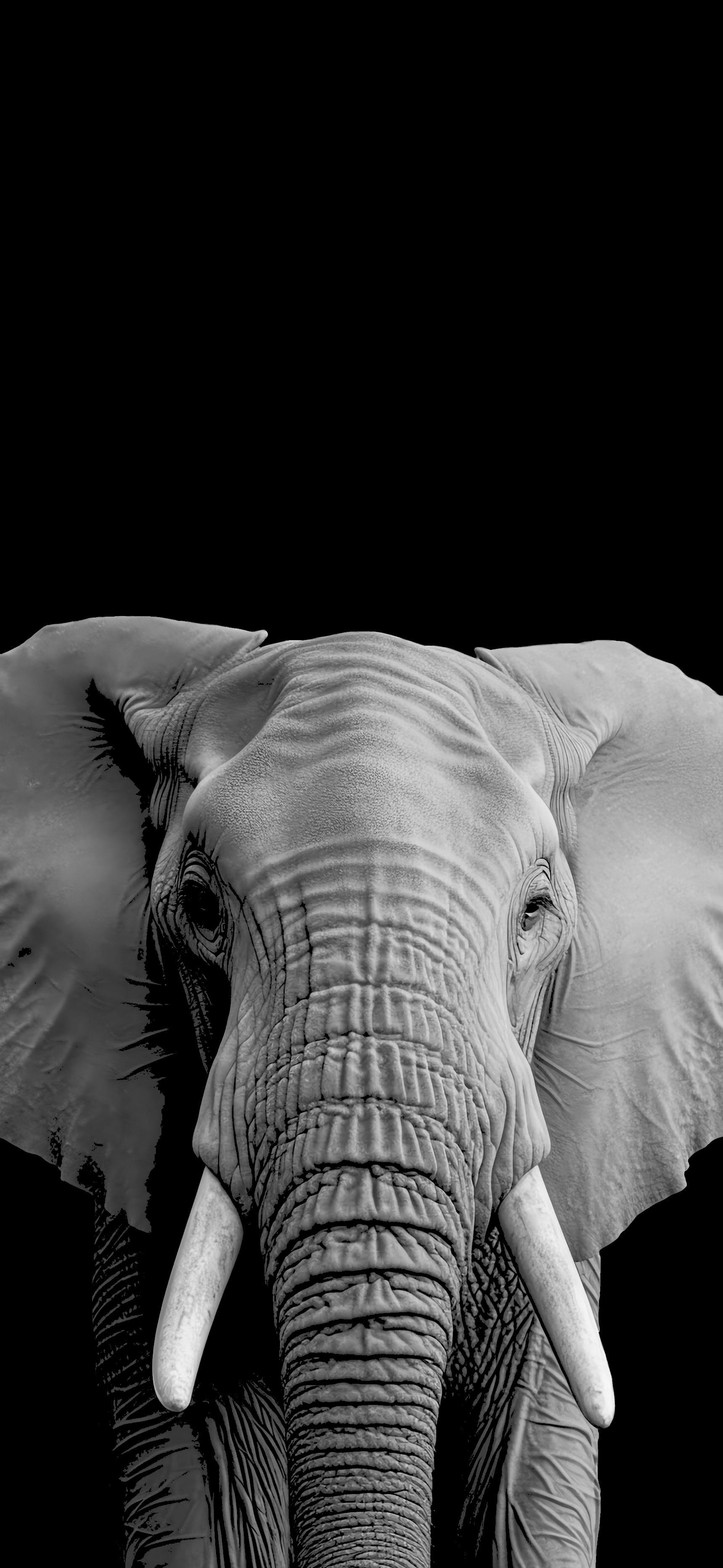 Elephant amoled wallpaper 4k 2k