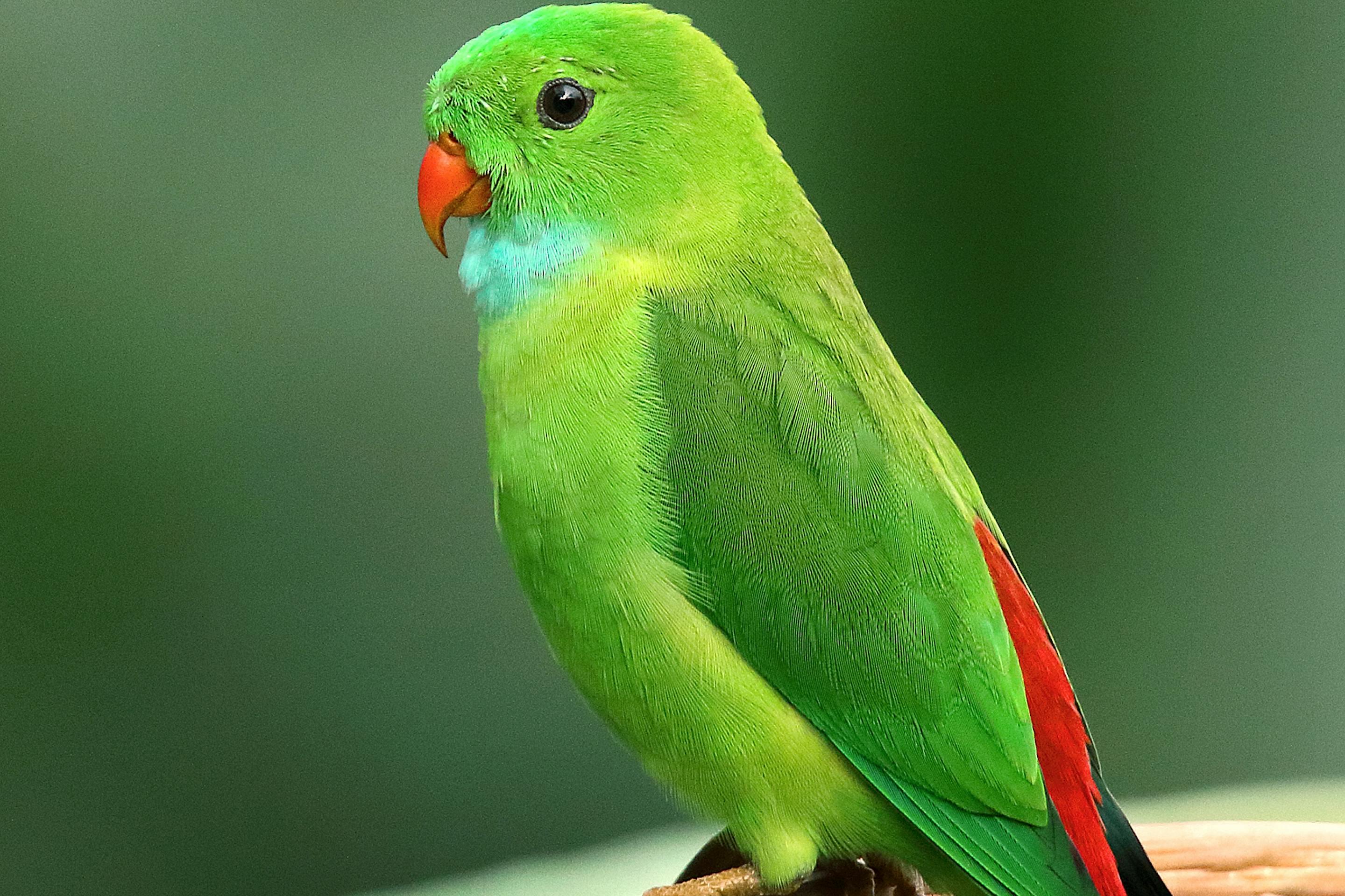 Photo of Perched Parakeet 2k