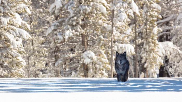black wolf 2k