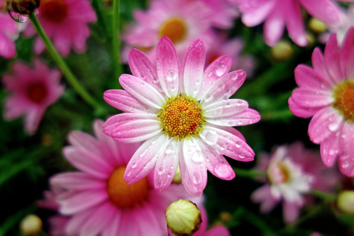 white and pink flowers with water droplets marguerite 2k 4k 5k