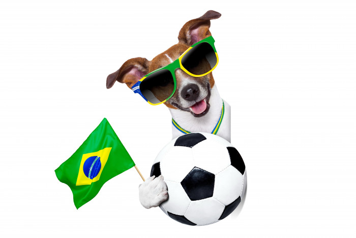 fifa world cup brazil dog ball white and black soccer 2k 4k 5k