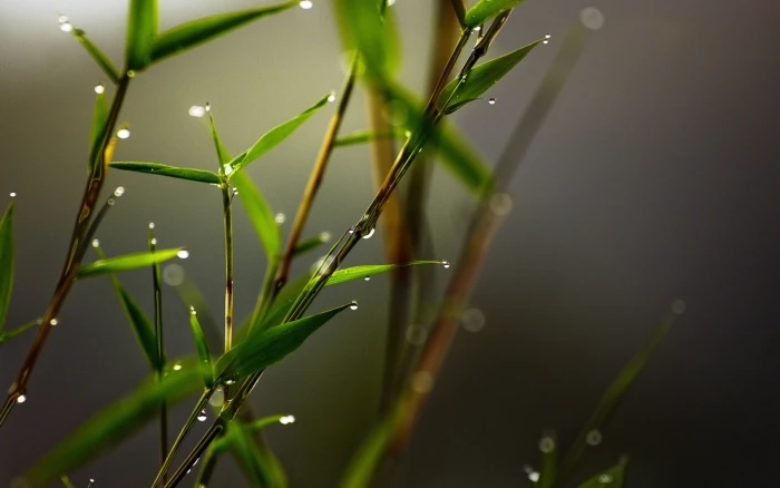 microphotography of green grass and water dew leafed plant