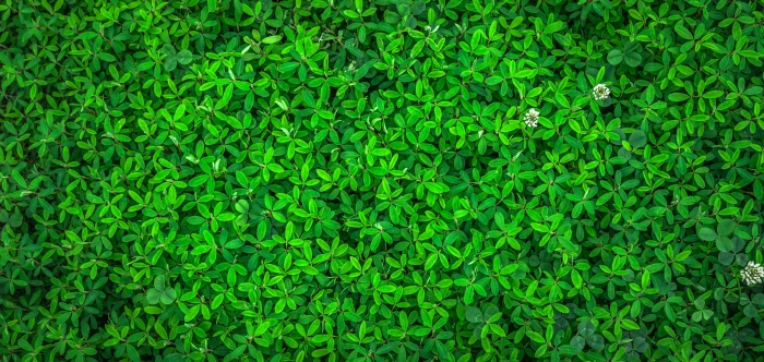 photo of green leaf plant nature spring abstract plants herb 2k 4k