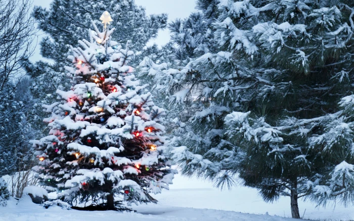 Christmas tree New Year christmas lights pine trees snow 2k