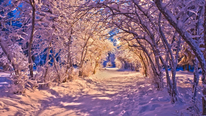 Nature Landscapes Winter Snow Christmas Sidewalk Roads Lights White Trees Desktop Images