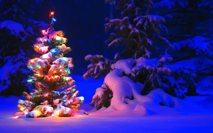 Snow and lights on tree in the forest Christmas