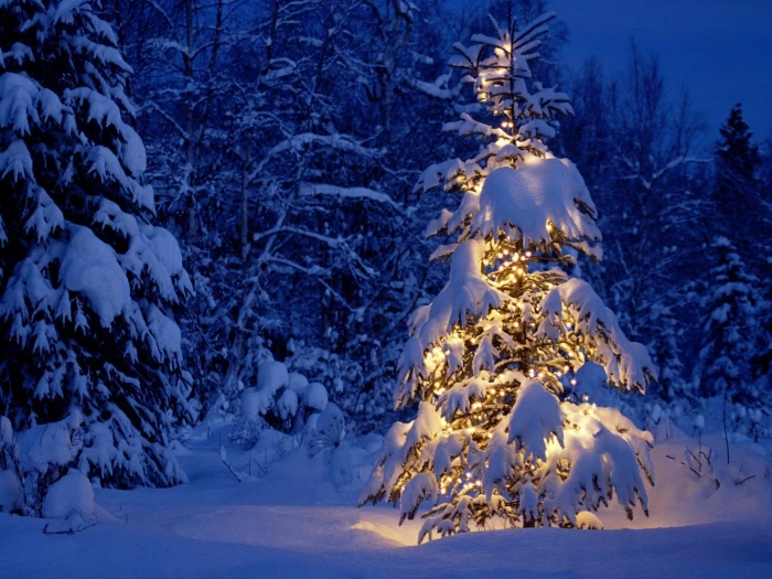Christmas night trees winter snow lights