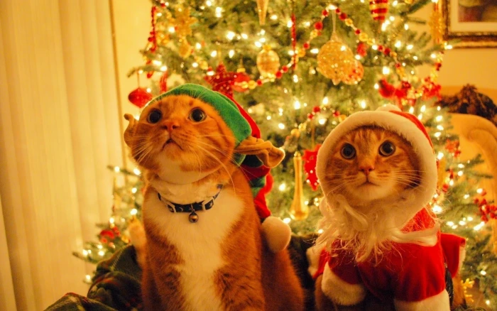 two orange tabby cats Christmas animals celebration christmas tree