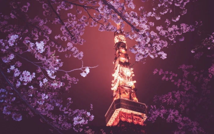 purple flowers Tokyo Tower Japan night tree plant built structure