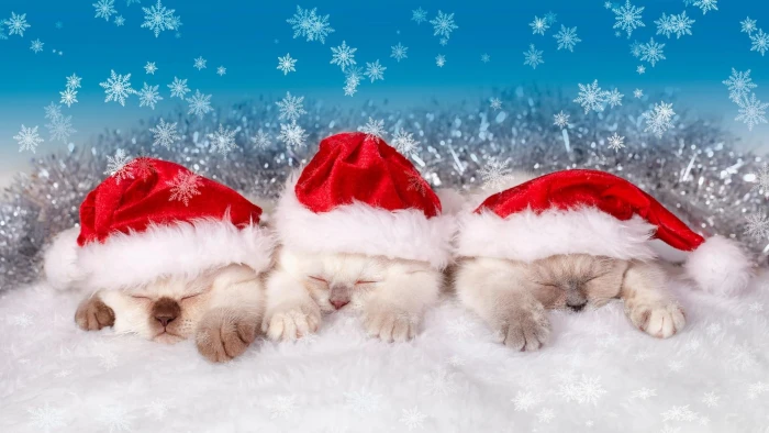 winter snow kitten christmas cat santa claus costume