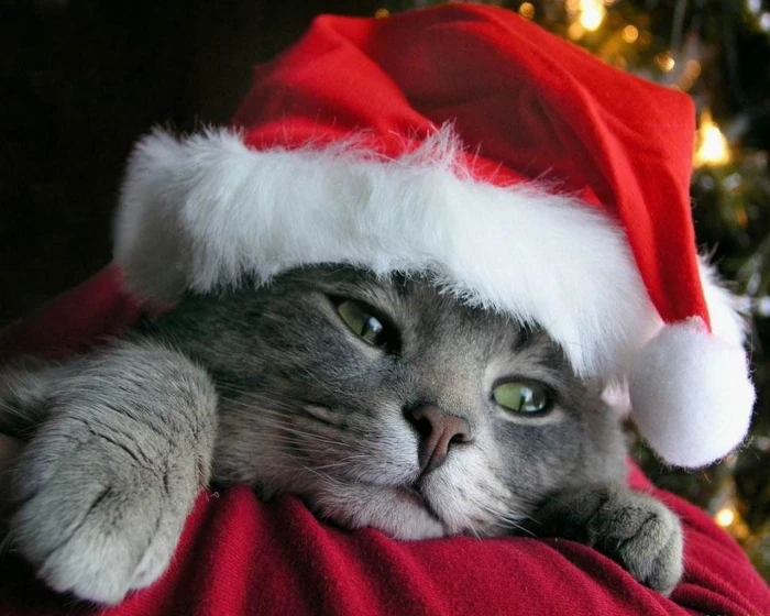 short fur grey cat and red white Christmas hat animals feline