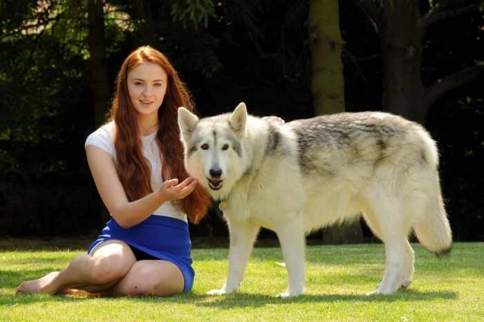 white Siberian husky and gray Sophie Turner 2k